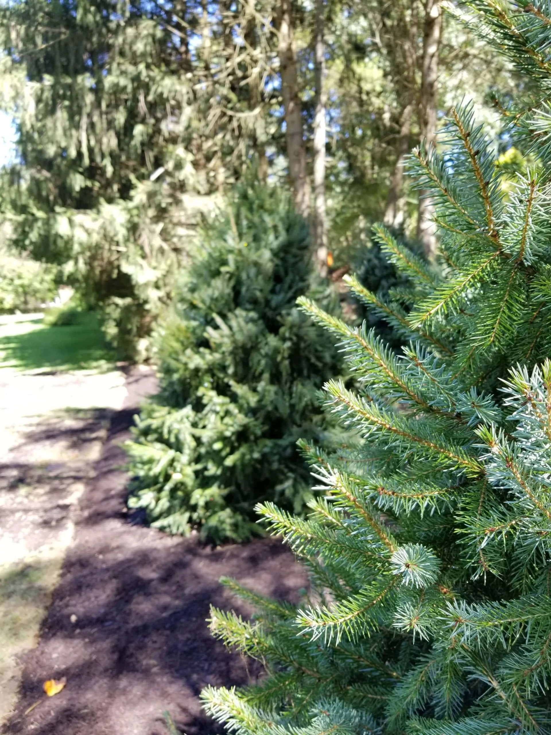 Evergreen Trees 桌布 壁紙 — 前景中陽光普照的常綠樹枝，後面是模糊的森林小徑和樹木。