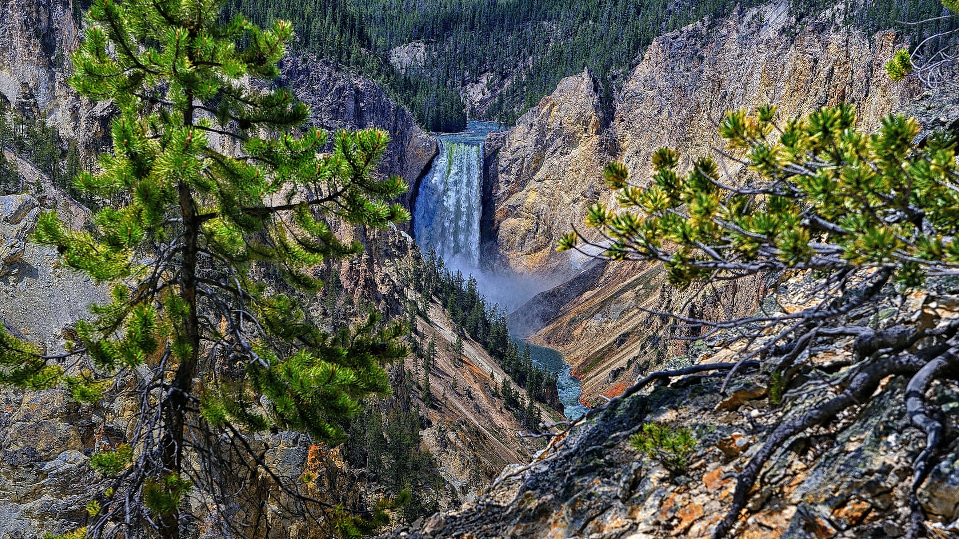 Yellowstone 桌布 壁紙 — 前景中鮮豔的綠色松樹枝葉框住了一個崎嶇峽谷，雄偉的瀑布從中傾瀉而下。