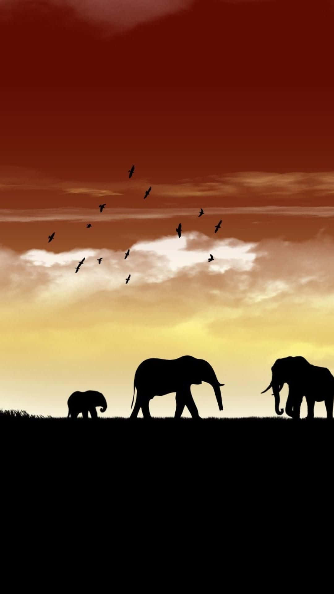 Africa 桌布 壁紙 — 剪影大象和鳥兒在黑暗地平線上的金色日落天空中穿行。