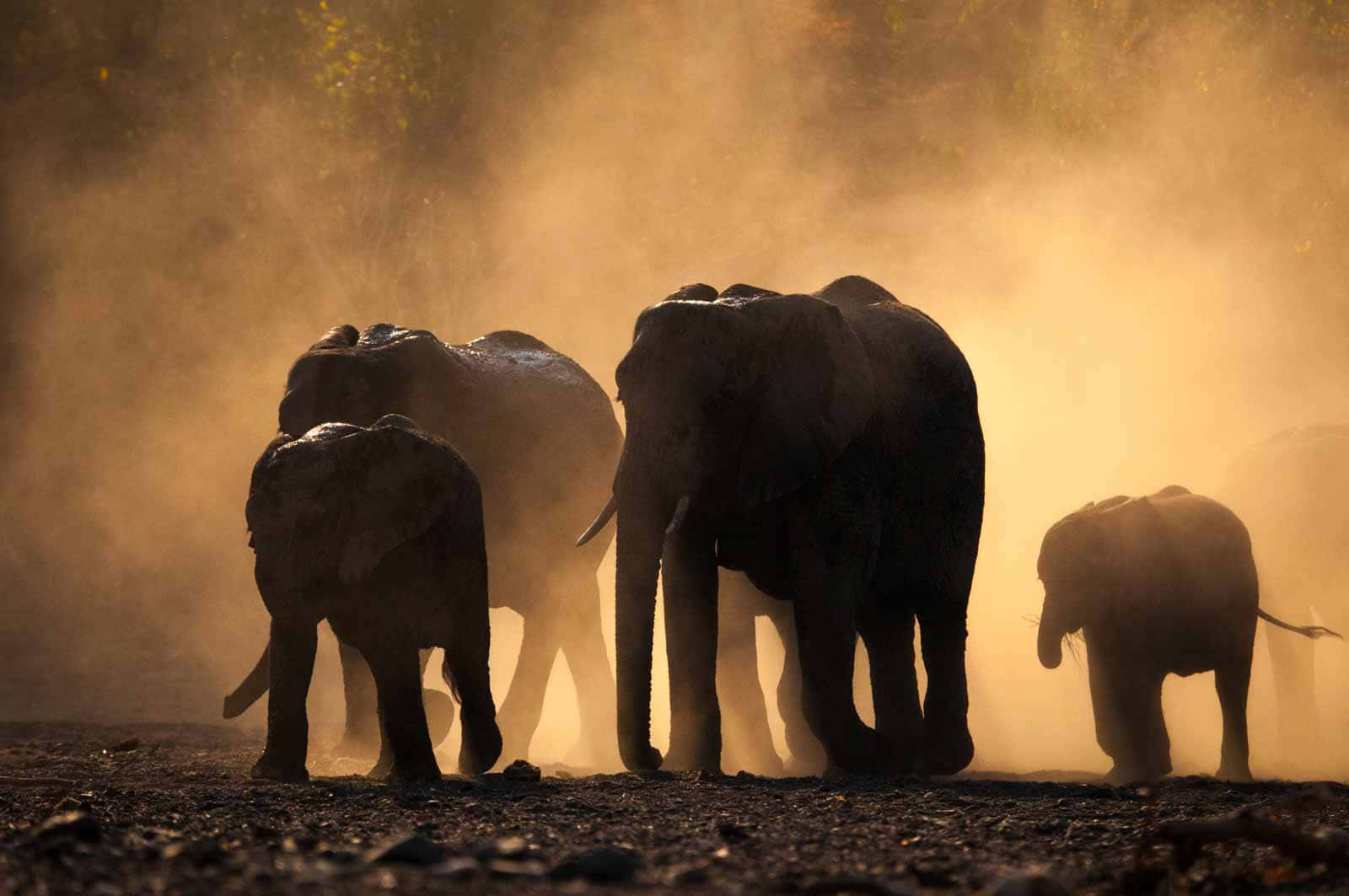 Elephant Laptop 桌布 壁紙 — 剪影大象在日落時分穿過野生大草原的金色塵埃雲。