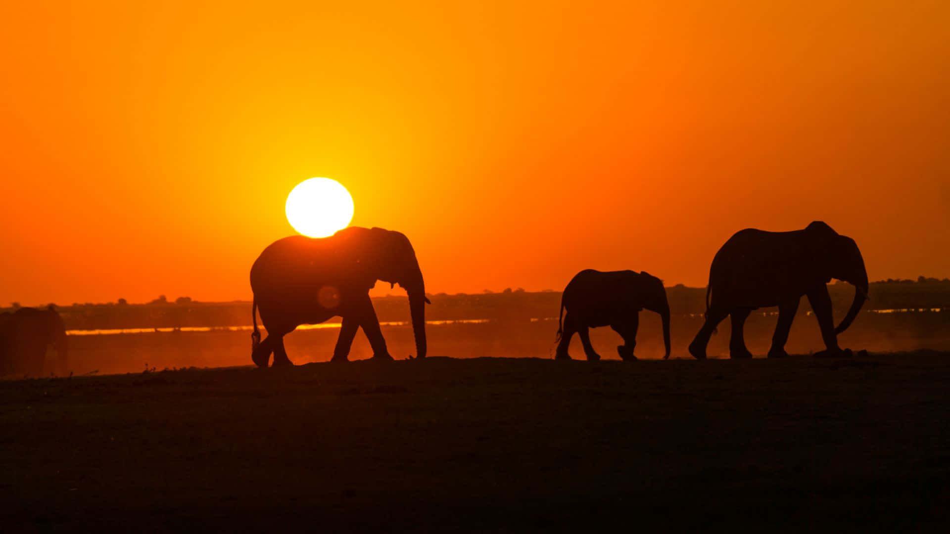 Elephant Laptop 桌布 壁紙 — 剪影大象走過塵土飛揚的平原，夕陽在火紅的橙色天空中落下。