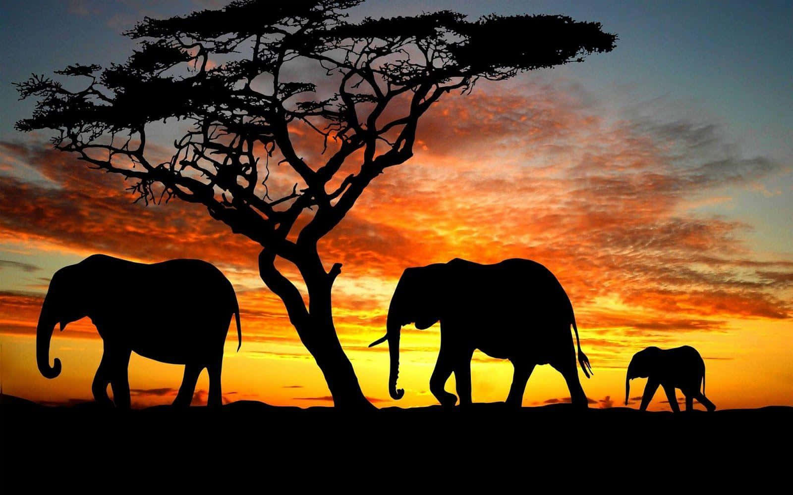Elephant Laptop 桌布 壁紙 — 剪影大象走過孤獨的金合歡樹，背景是火紅的日落天空。