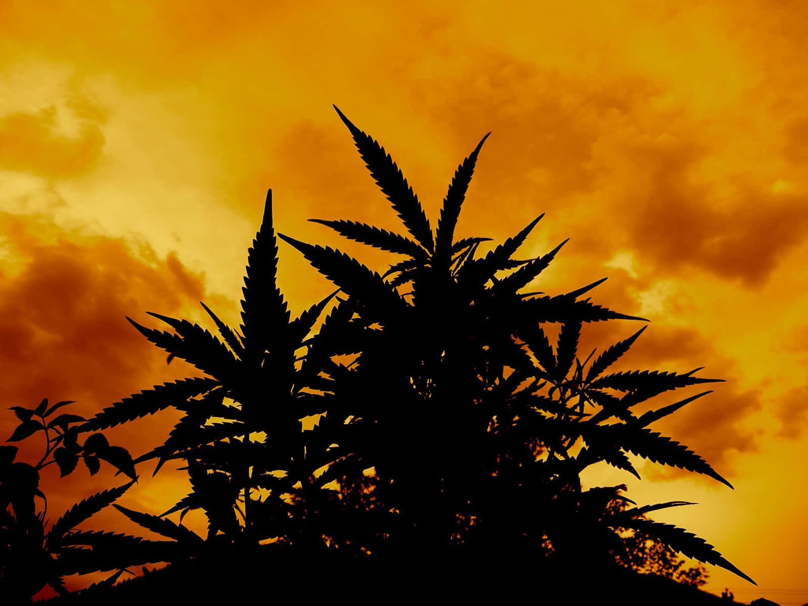 420 桌布 壁紙 — 剪影大麻植物，背景是火橙色日落天空和紋理雲。