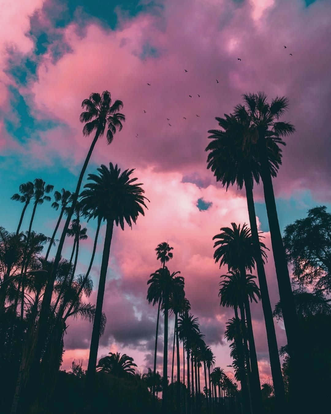 Palm 桌布 壁紙 — 剪影棕櫚樹伸向充滿活力的粉紅色和藍綠色日落天空，有零散的鳥兒飛翔。