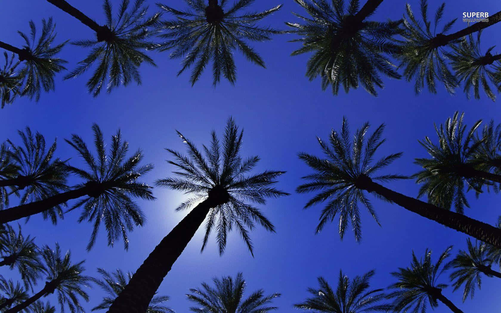 棕櫚樹 桌布 壁紙 — 剪影棕櫚樹伸向充滿活力的藍天，太陽在中央樹幹後發光。