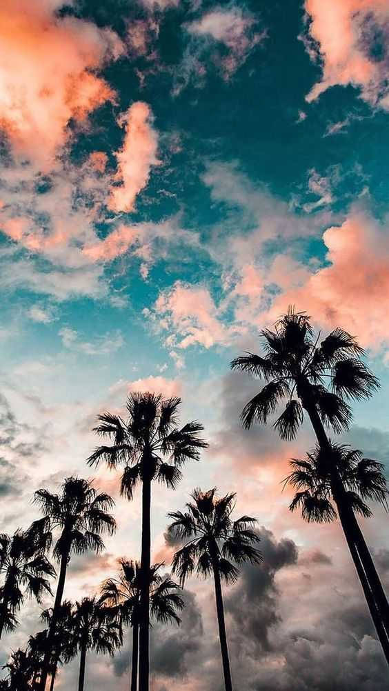 Palm Tree 桌布 壁紙 — 剪影棕櫚樹在日落時分伸向由粉紅色、橙色和藍綠色雲彩繪成的 vibrant 天空。