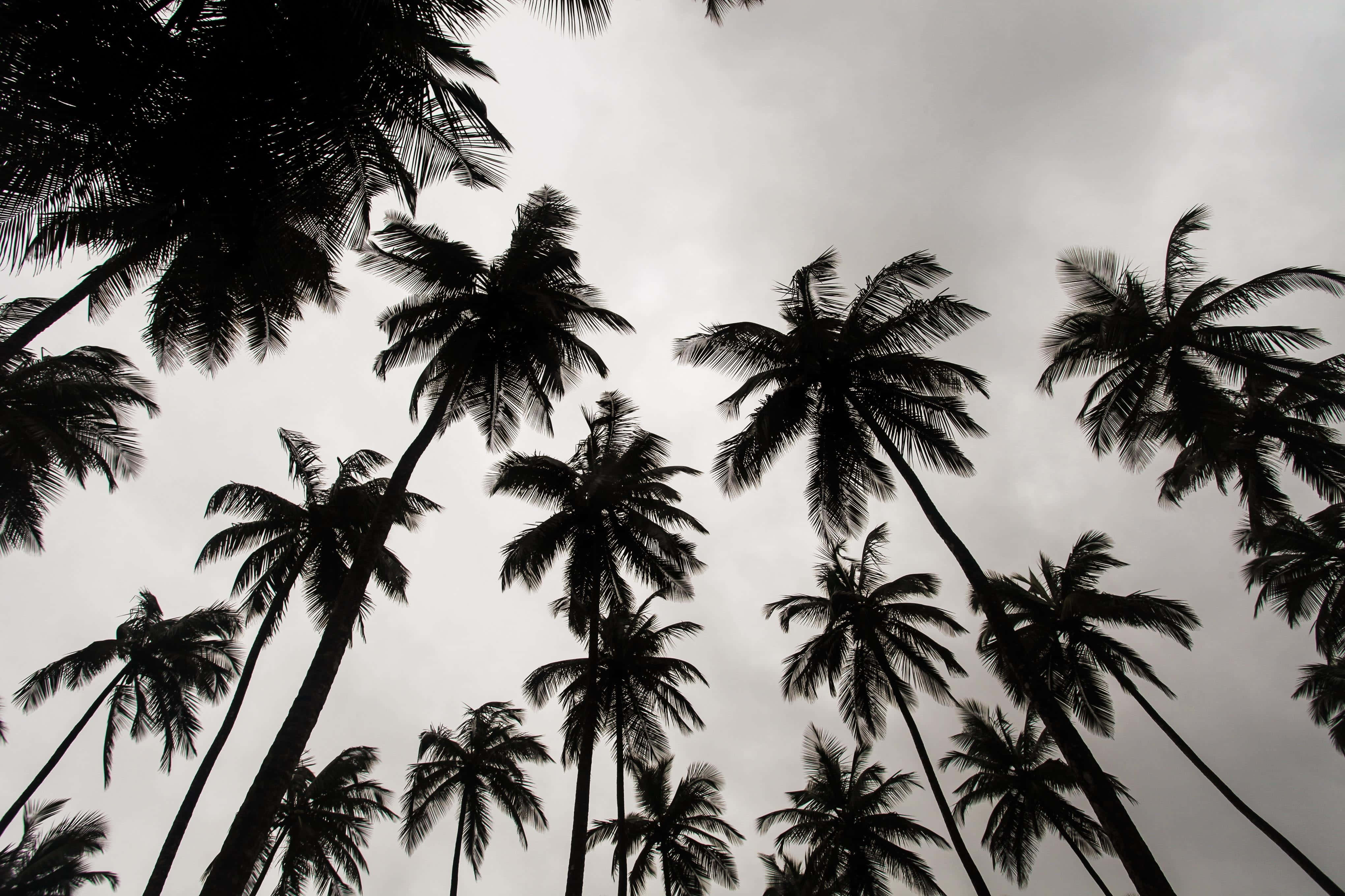 Black And White Tree 桌布 壁紙 — 剪影棕櫚樹在陰沉多雲的天空下，以戲劇性的低角度拍攝向上伸展。
