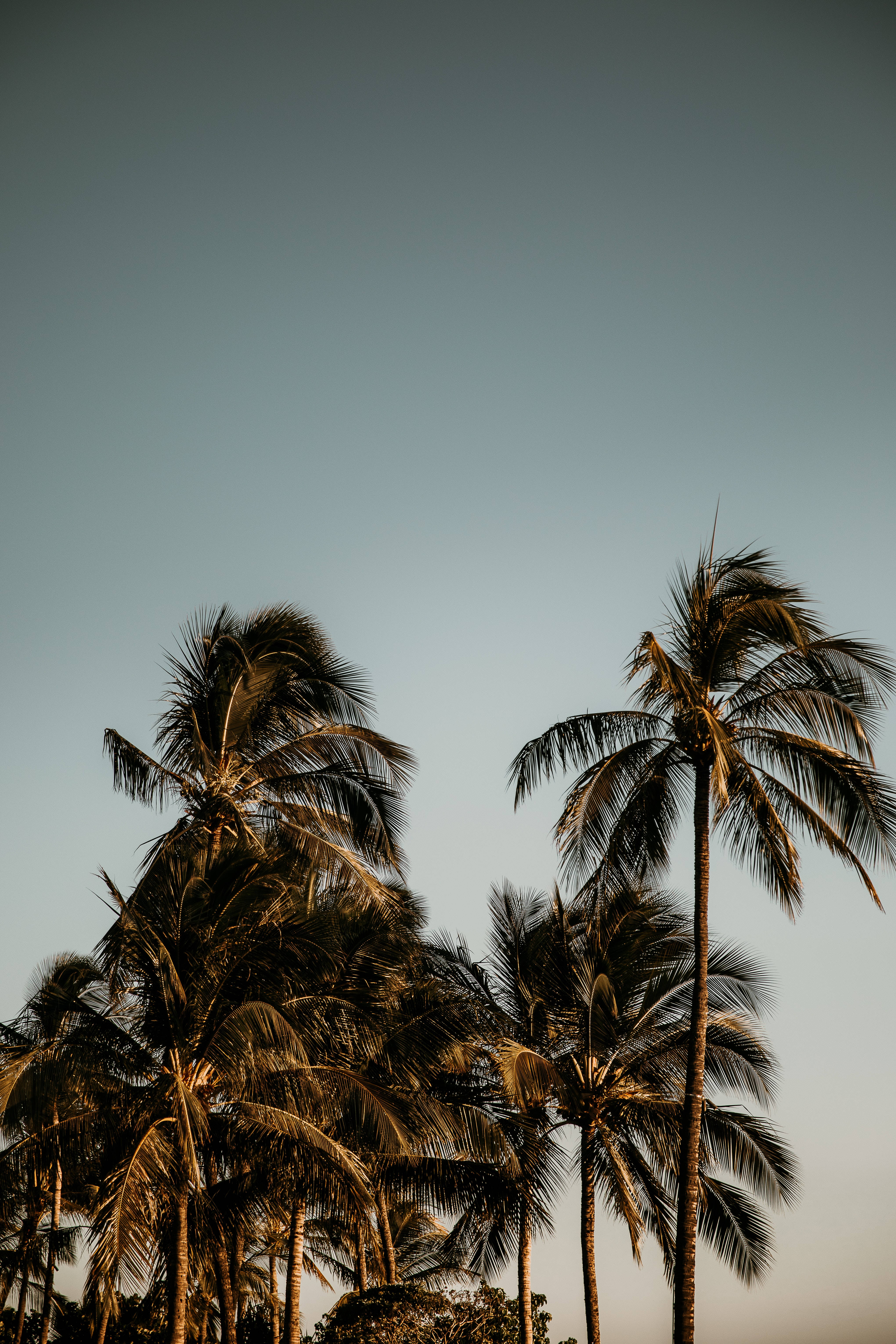 Palm 桌布 壁紙 — 剪影棕櫚樹在黃昏時分，在從溫暖金色過渡到清涼藍色的漸變天空下輕輕搖曳。