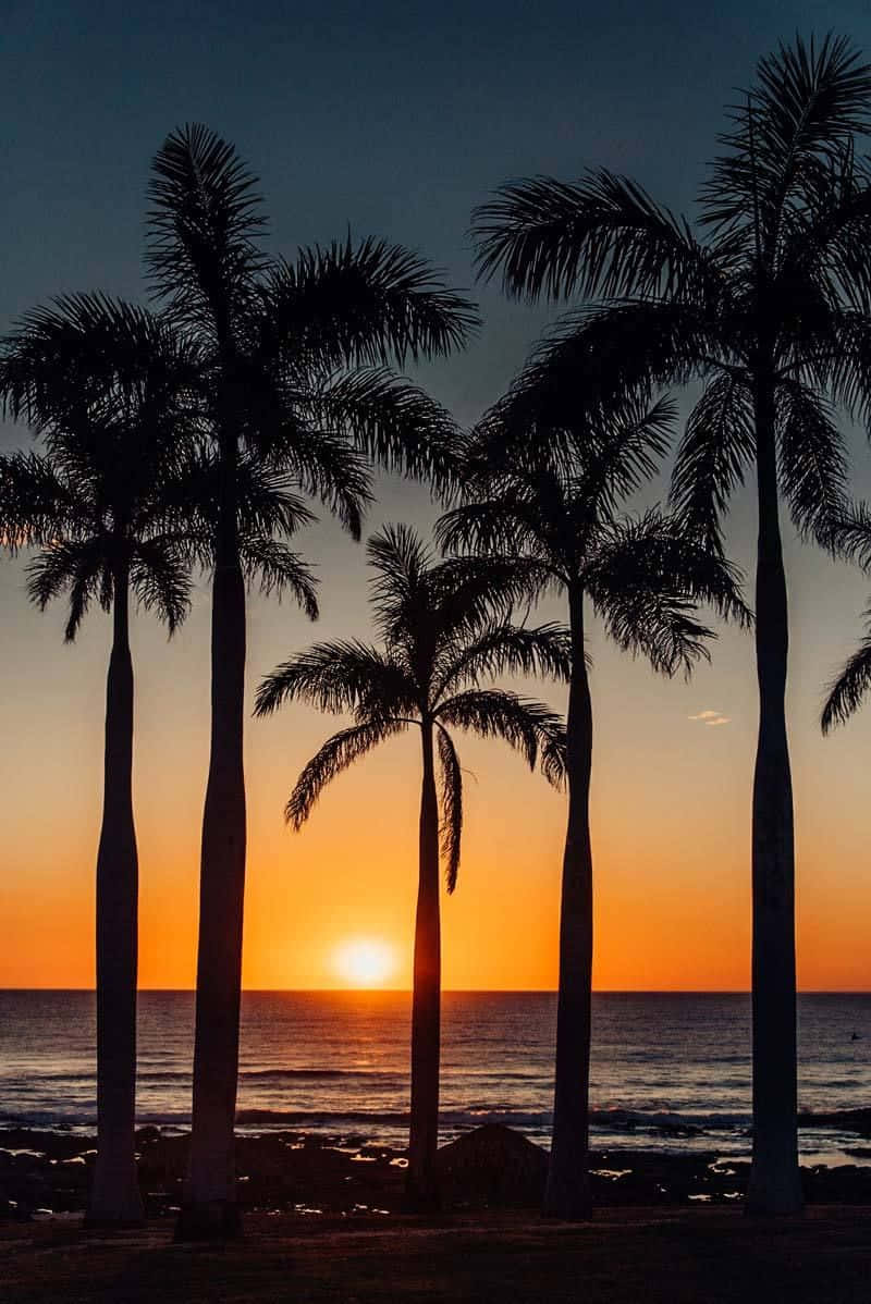 Palm Trees Beach 桌布 壁紙 — 剪影棕櫚樹在黃昏時分襯托著平靜海面上 vibrant 的橙色日落。