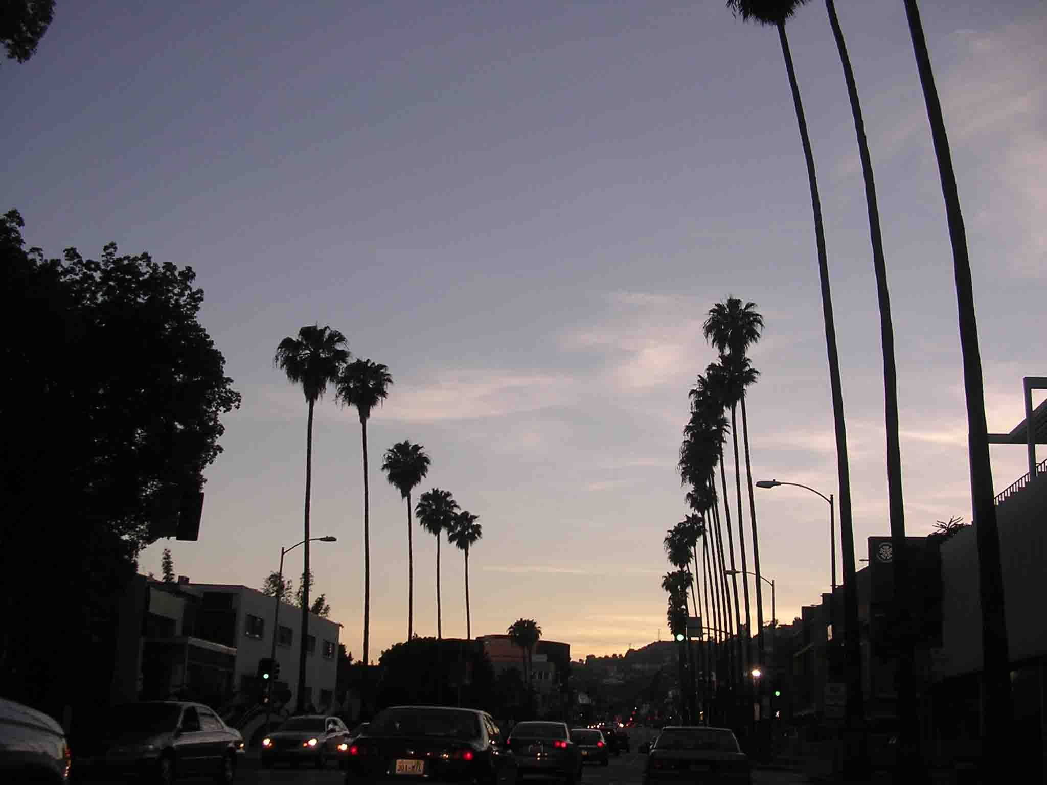 Boulevard 桌布 壁紙 — 剪影棕櫚樹排列在黃昏的城市街道上，汽車和街燈在柔和的紫色天空下閃耀。
