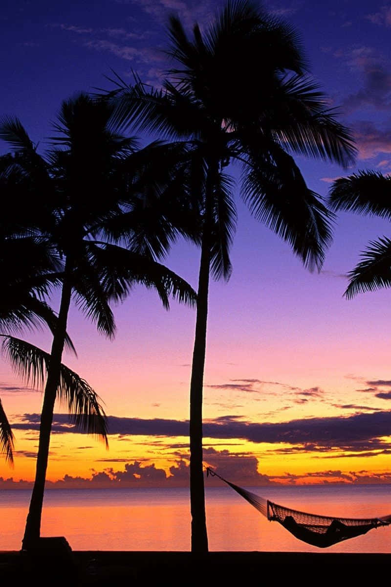 Palm Trees Beach 桌布 壁紙 — 剪影棕櫚樹環繞著吊床，背景是平靜海面上充滿活力的紫橙色日落。