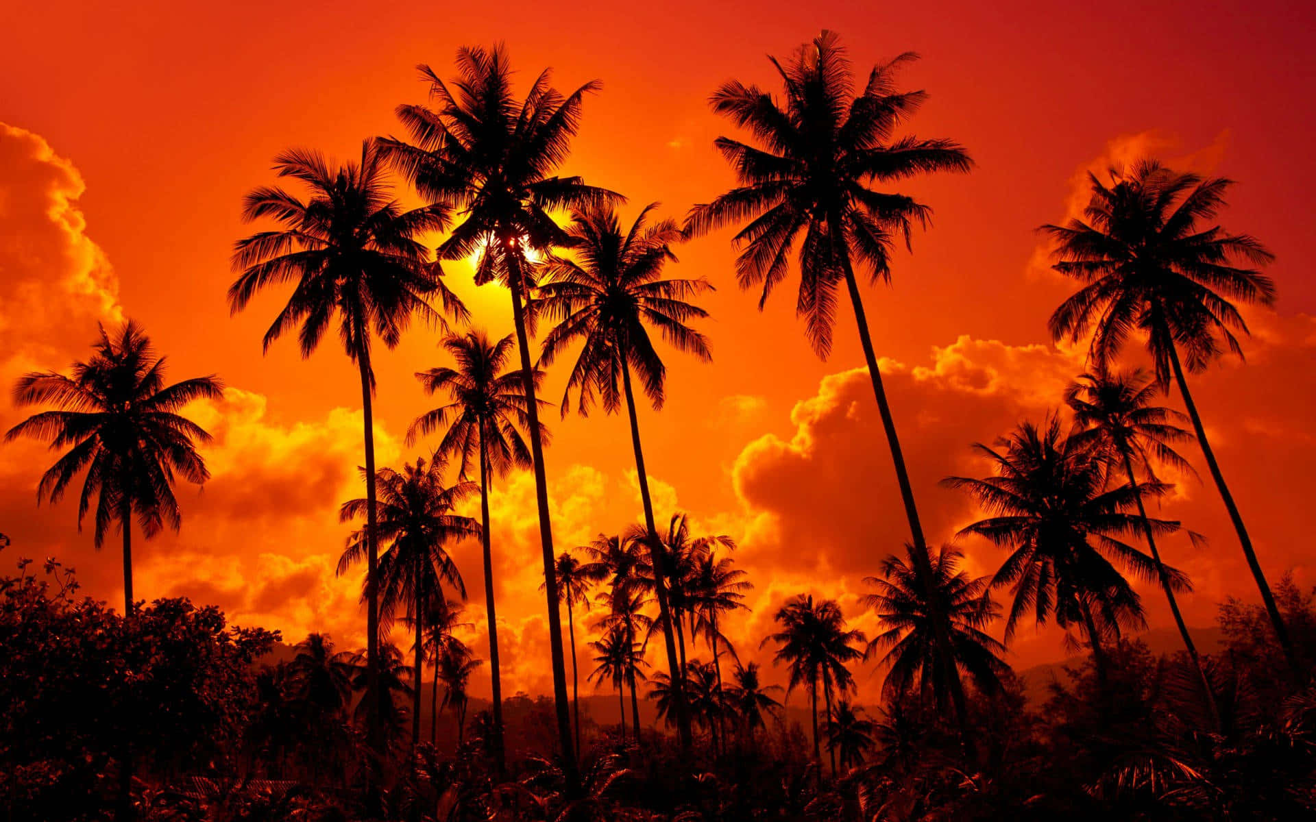 Coconut Tree 桌布 壁紙 — 剪影棕櫚樹聳立在火熱橙色夕陽天空和發光雲彩中。