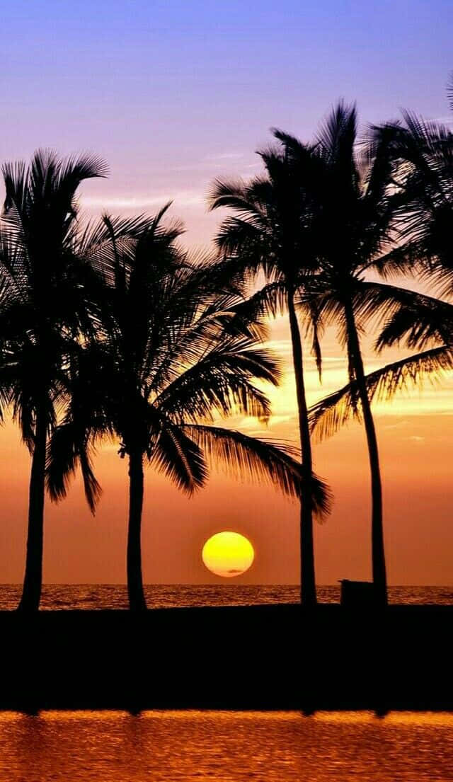 Palm Trees Beach 桌布 壁紙 — 剪影棕櫚樹襯托著在紫色天空下平靜海面上閃耀的橙色夕陽。