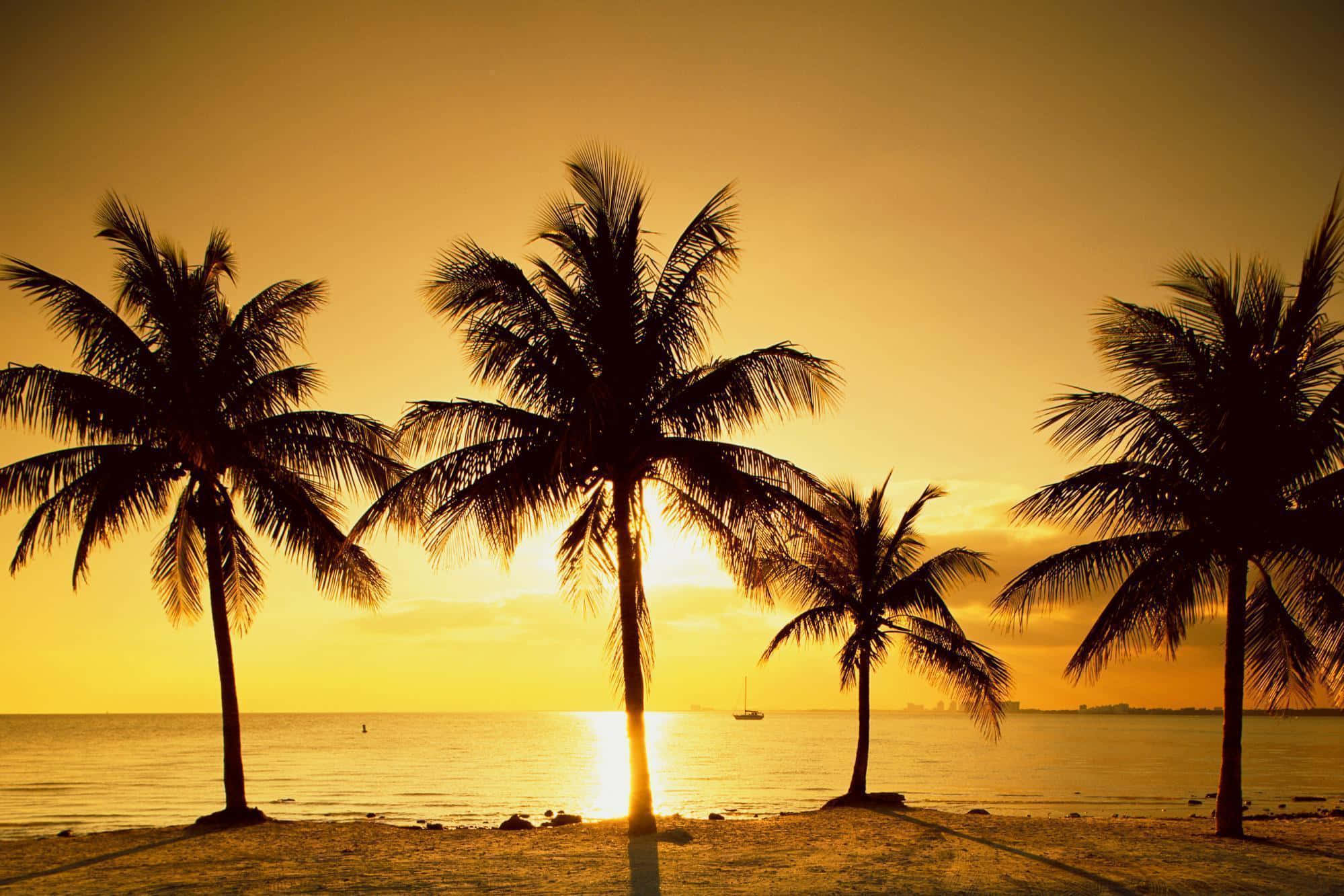 Palm Trees Beach 桌布 壁紙 — 剪影棕櫚樹襯托著平靜海面上的金色日落，遠處有一艘帆船。