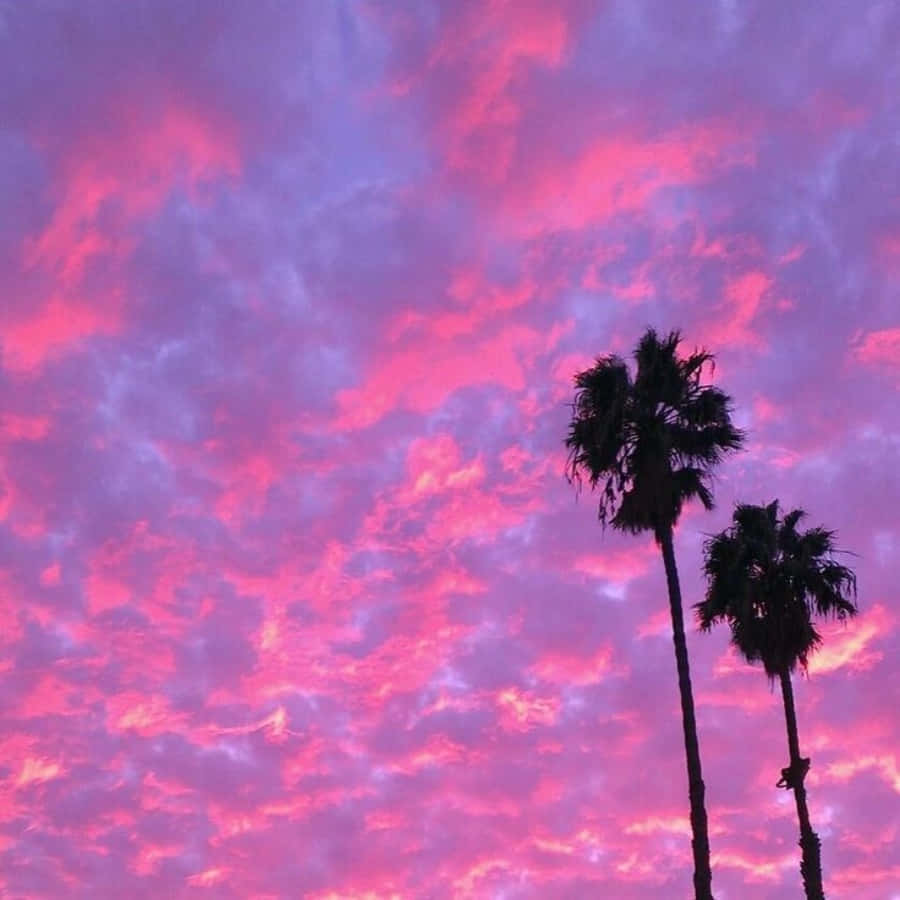 Pink Sky 桌布 壁紙 — 剪影棕櫚樹高聳入雲，映襯著充滿紋理雲朵的鮮豔粉紅與紫色日落天空。