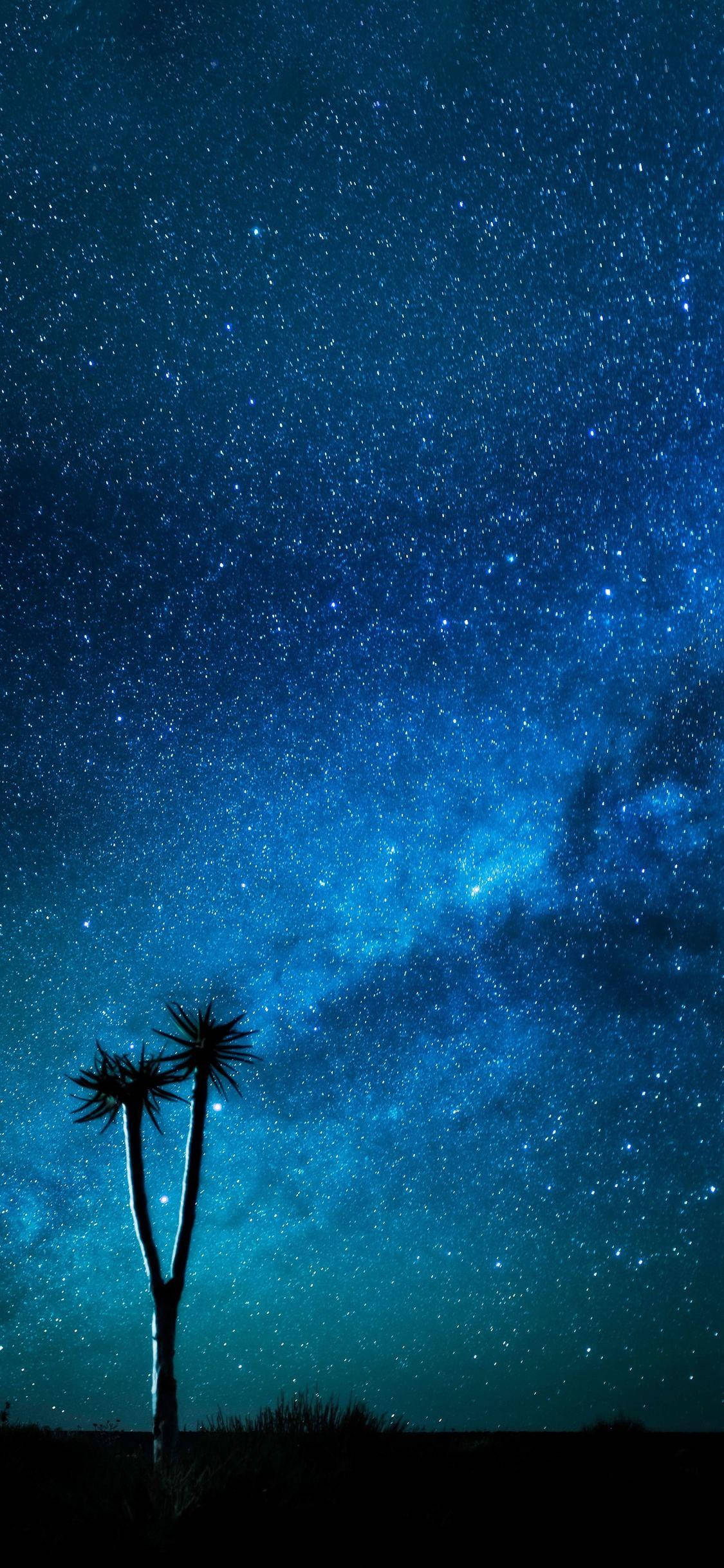 Blue iPhone 桌布 壁紙 — 剪影棕櫚樹高聳於令人嘆為觀止的星空下，閃爍著宇宙藍色和藍綠色調。