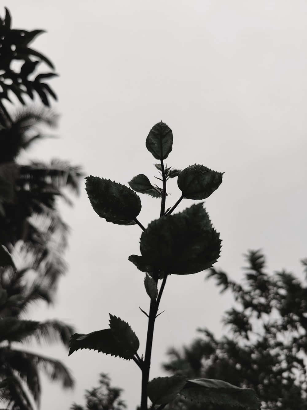 灰色美學動圖 桌布 壁紙 — 剪影植物莖部帶有紋理葉片，在柔和的灰色天空襯托下，背景有模糊的棕櫚葉。