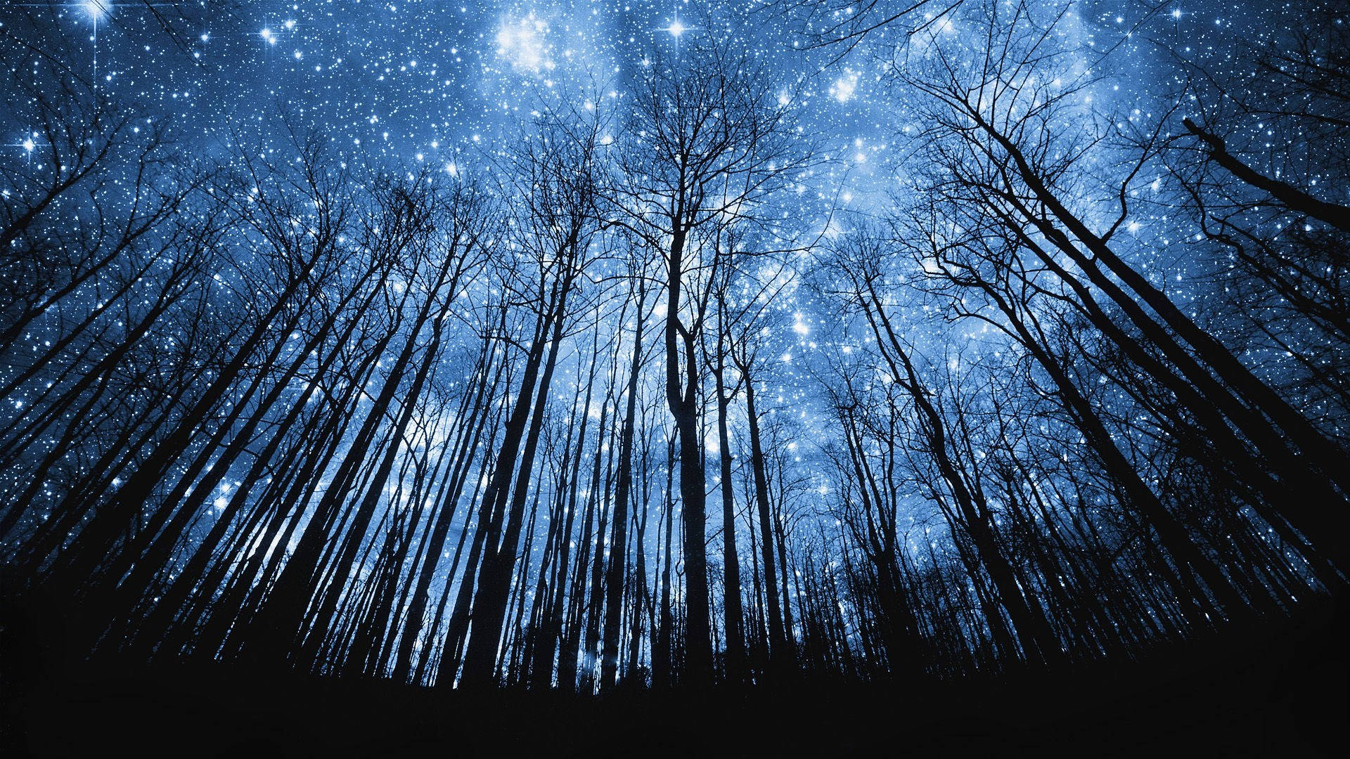 Beautiful Night 桌布 壁紙 — 剪影樹木向上伸展，朝向充滿活力的星空夜空，散發著宇宙藍光。