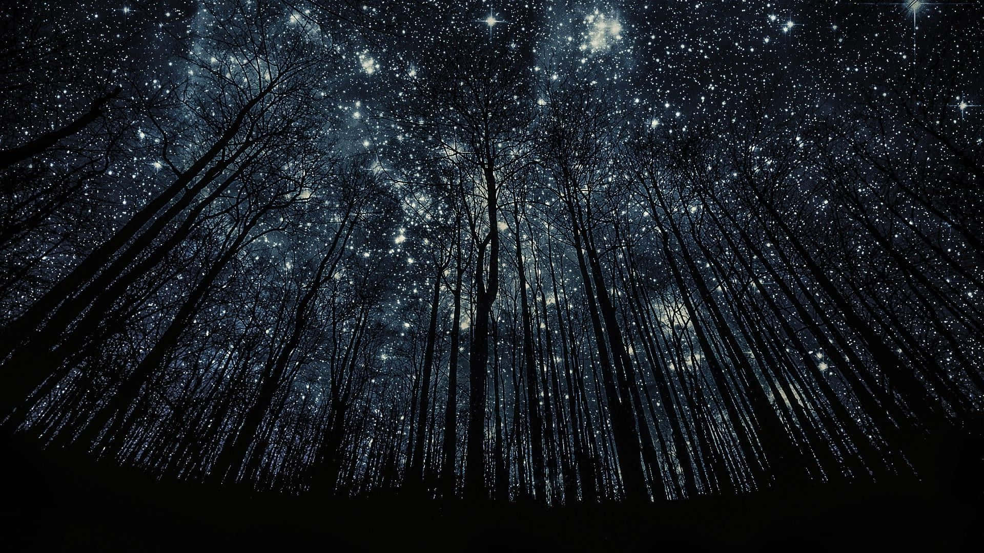 Stars 桌布 壁紙 — 剪影樹木向上伸展，朝向深邃夜空中閃爍著宇宙光芒的密集星場。