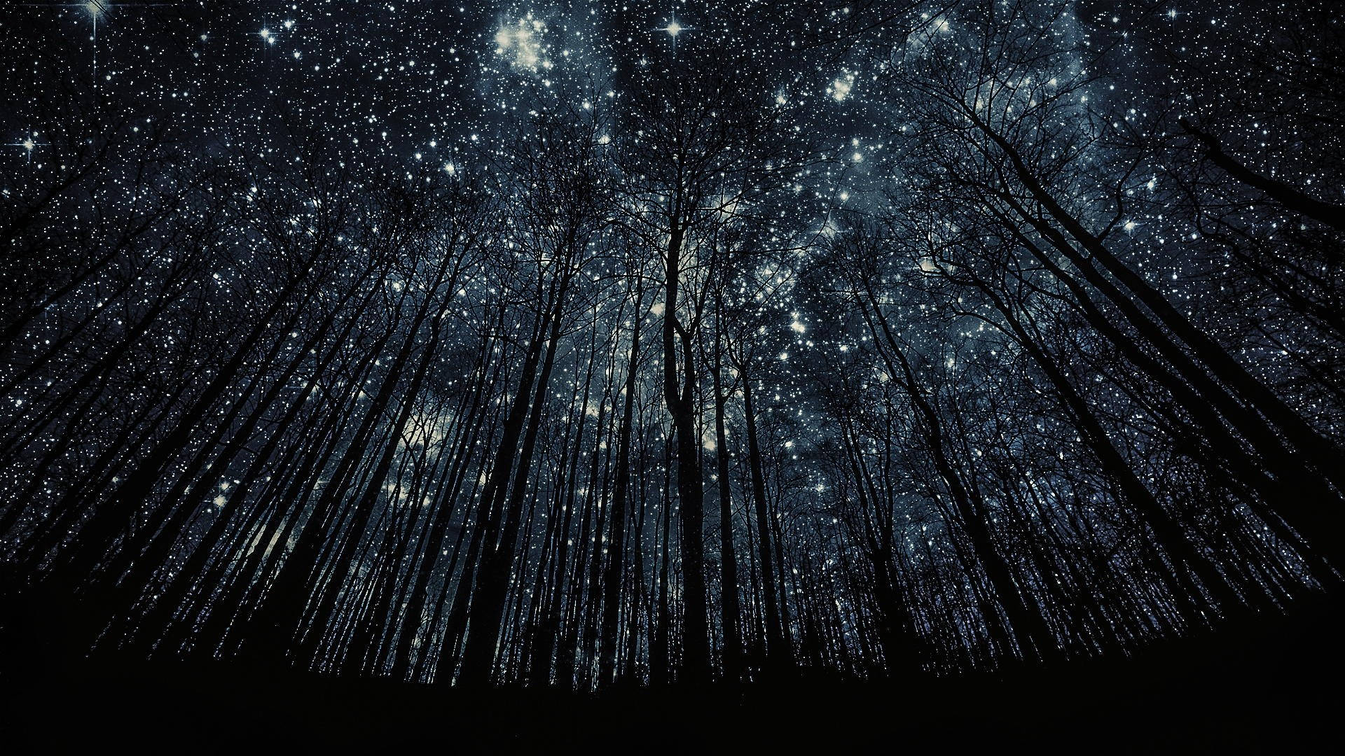 Beautiful Night 桌布 壁紙 — 剪影樹木向上伸展，進入一個充滿星星、閃爍著宇宙光芒的夜空。