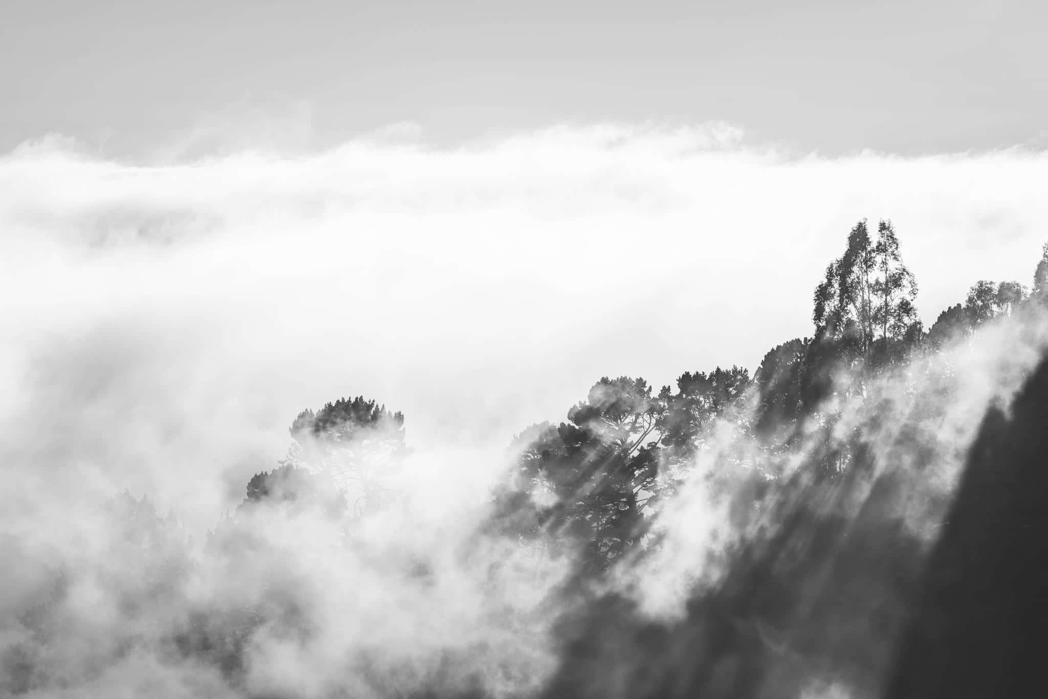 黑白 桌布 壁紙 — 剪影樹木從霧海中升起，形成單色山景。