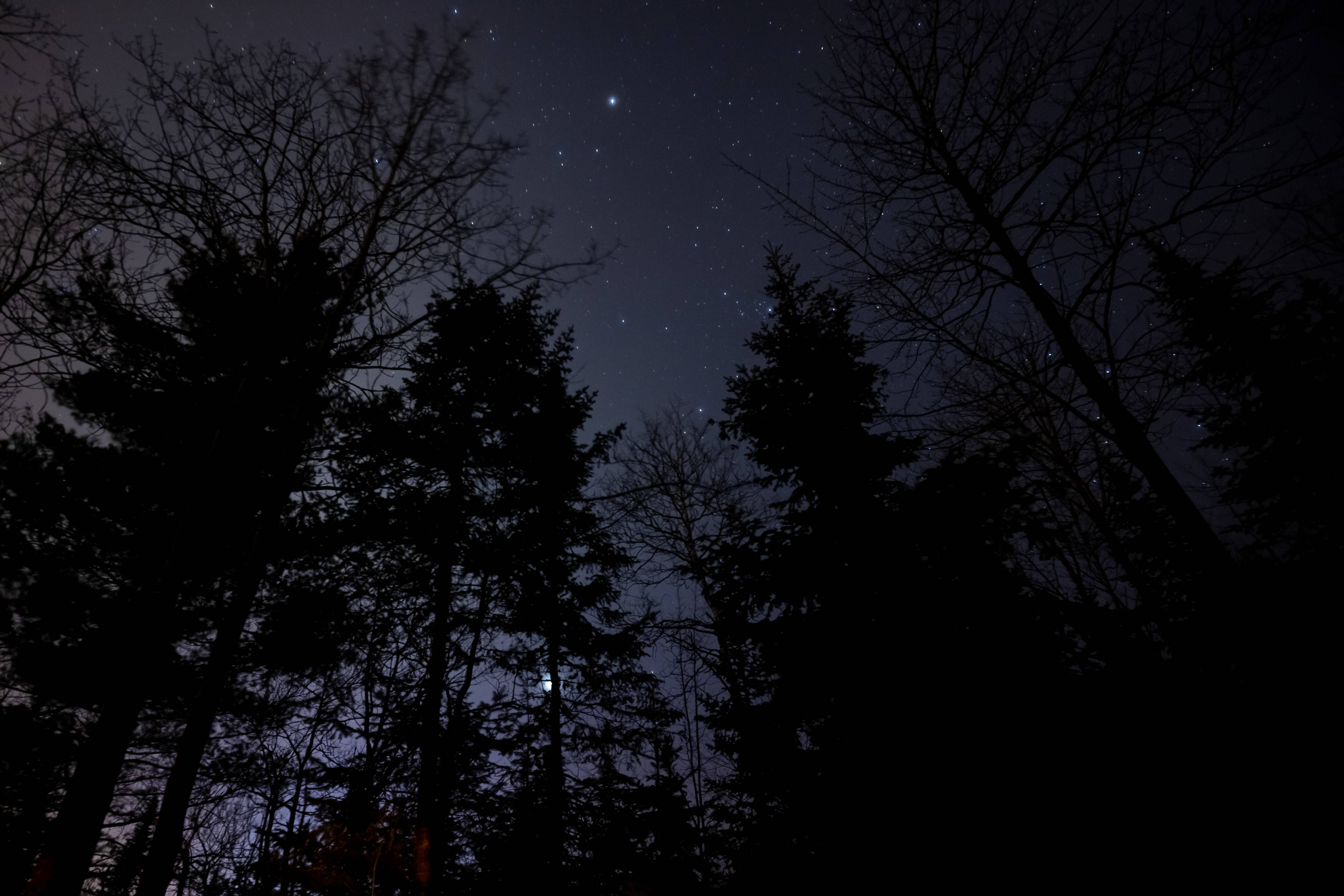 Starry 桌布 壁紙 — 剪影樹木框住一個有可見星座和微弱月光的星空夜晚。