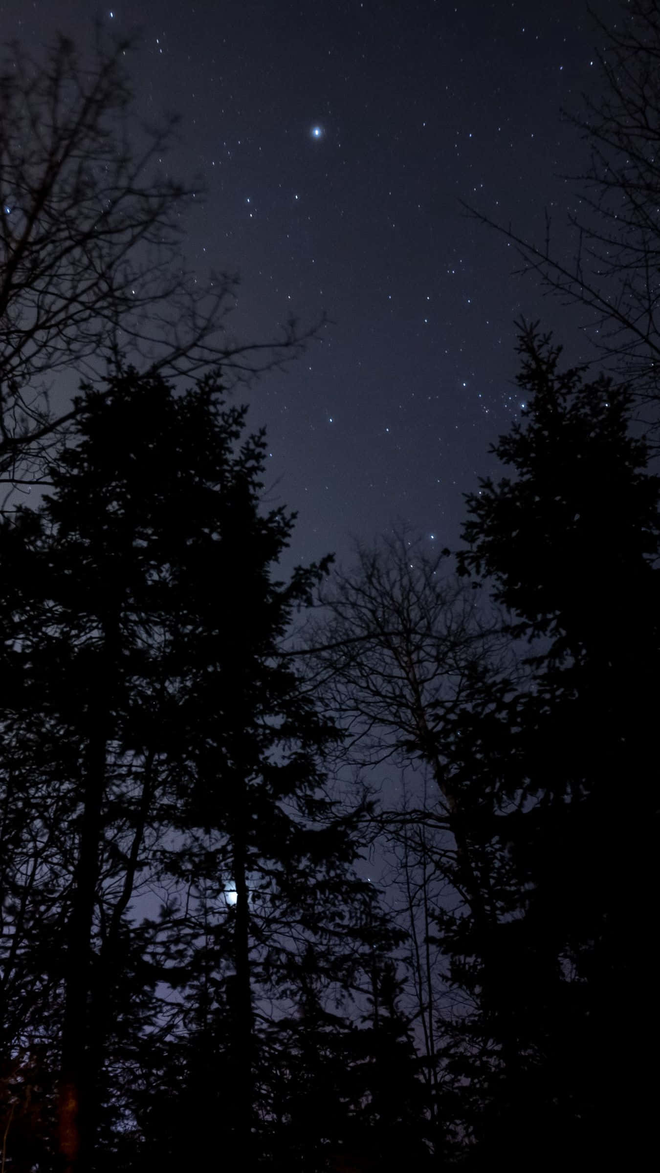 Night Forest 桌布 壁紙 — 剪影樹木框住一個有明亮月亮和散落星星的星空夜空。