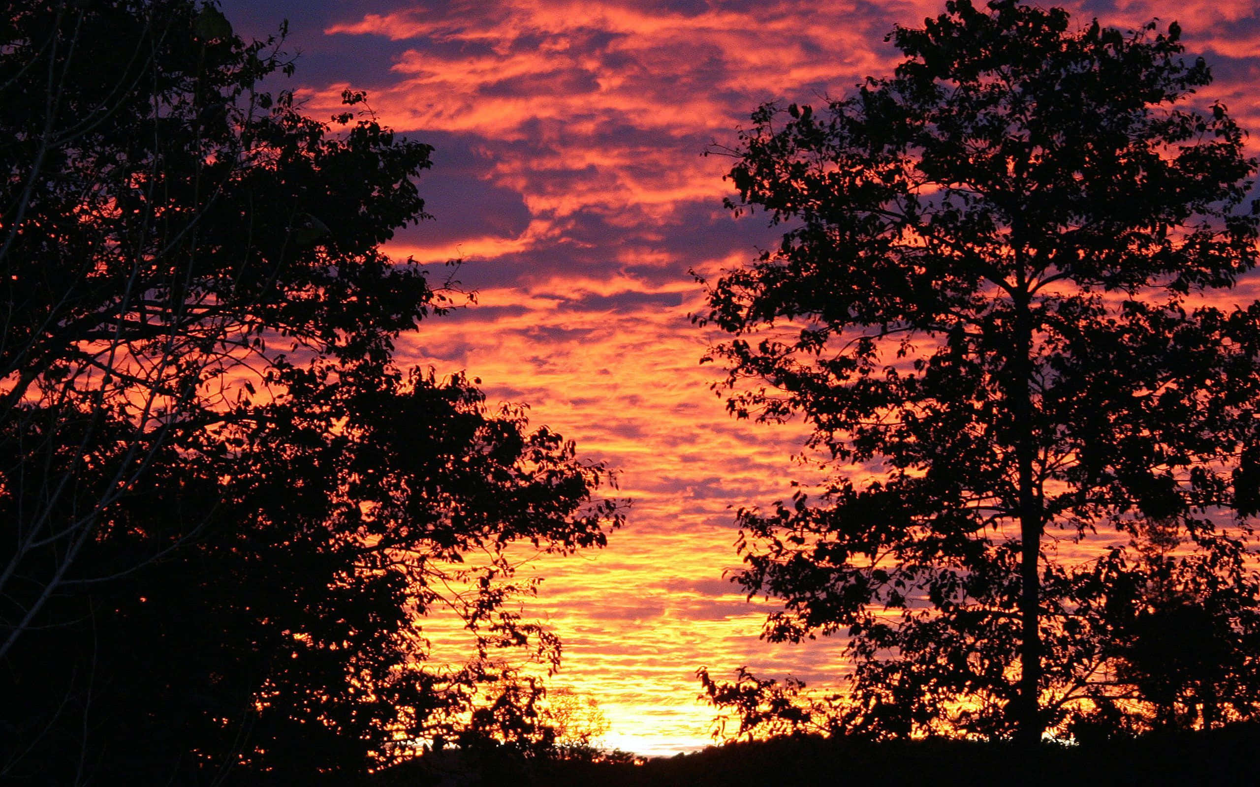 Fall Sunset 桌布 壁紙 — 剪影樹木框住一片火熱橙紫相間的日落天空，帶有紋理的雲朵在地平線附近發光。