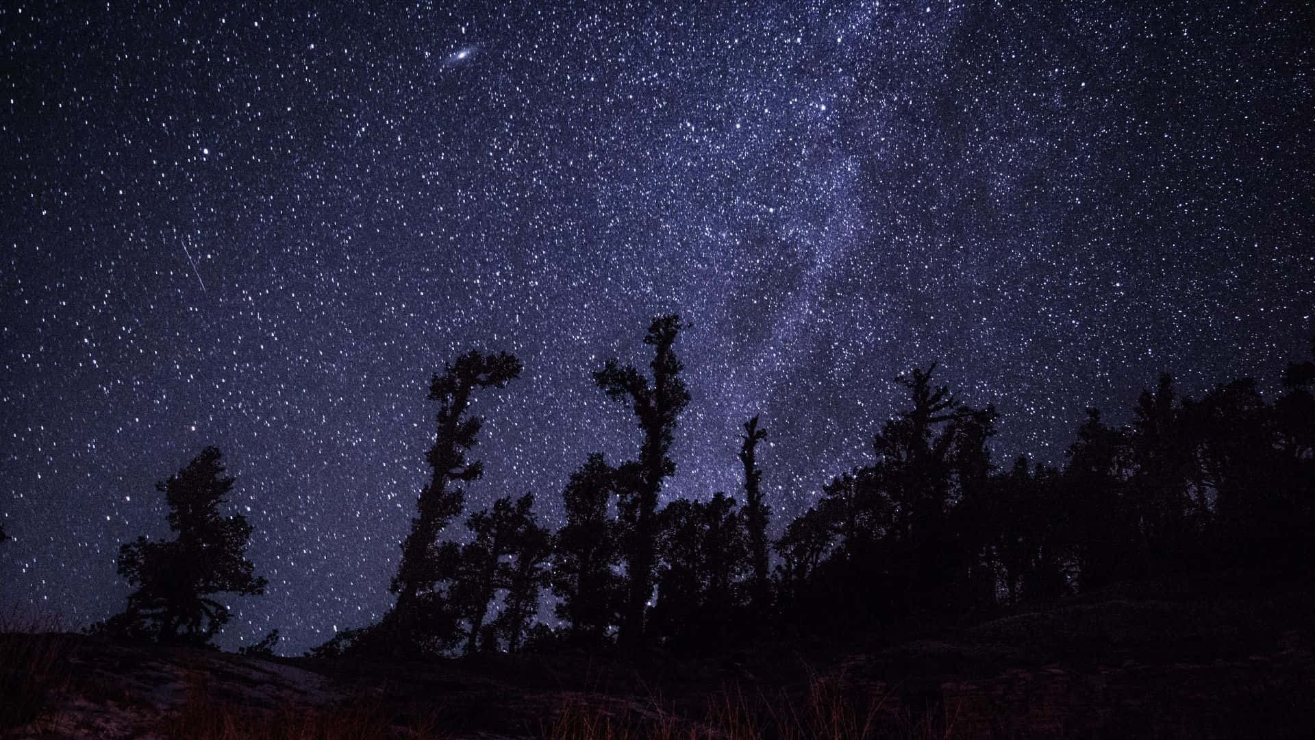 星空動畫 桌布 壁紙 — 剪影樹木矗立在令人驚嘆的星空下，銀河在頭頂明亮地閃耀。