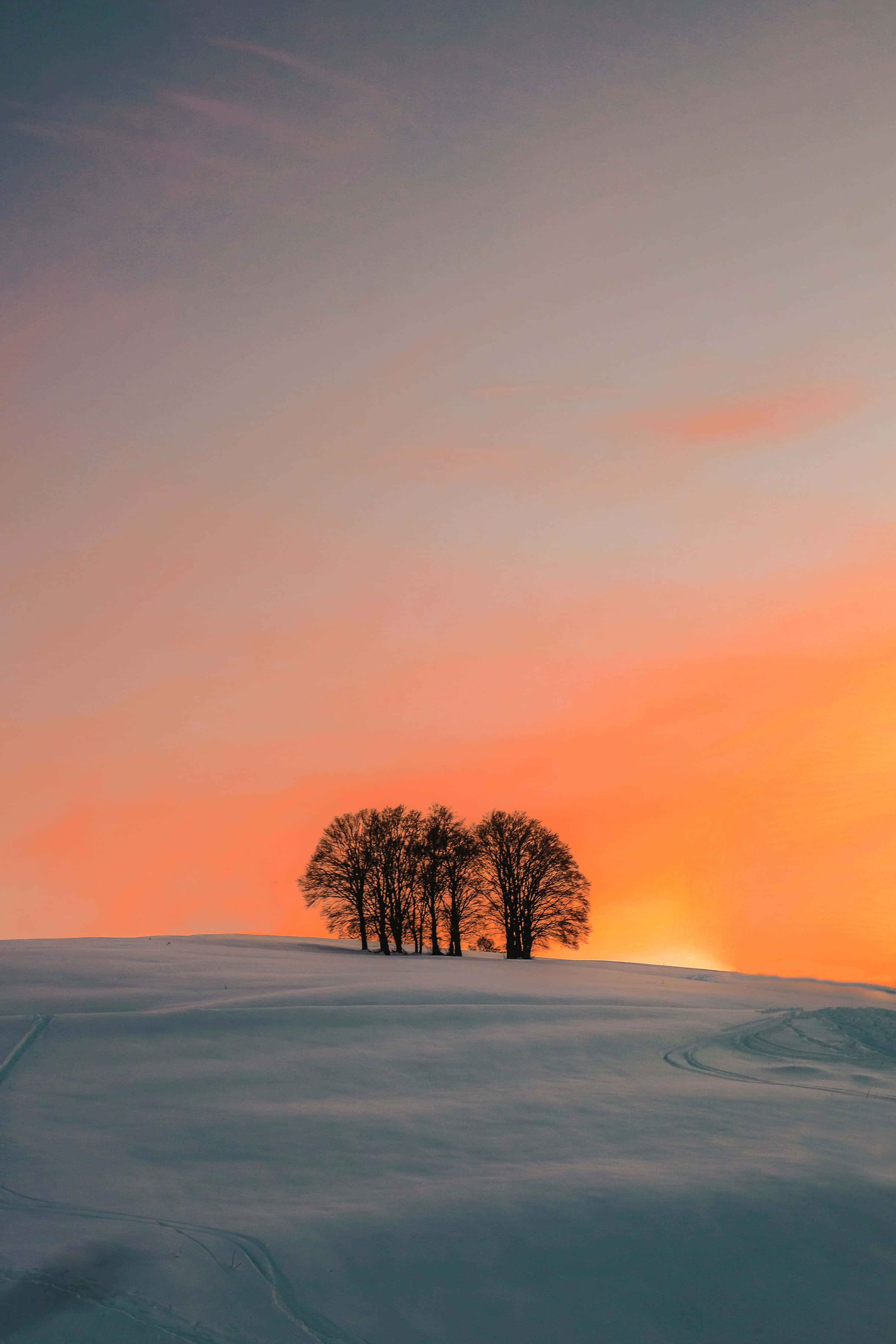 iPhone 桌布 壁紙 — 剪影樹木矗立在白雪覆蓋的山丘上，鮮豔的橙色夕陽渲染了天空。