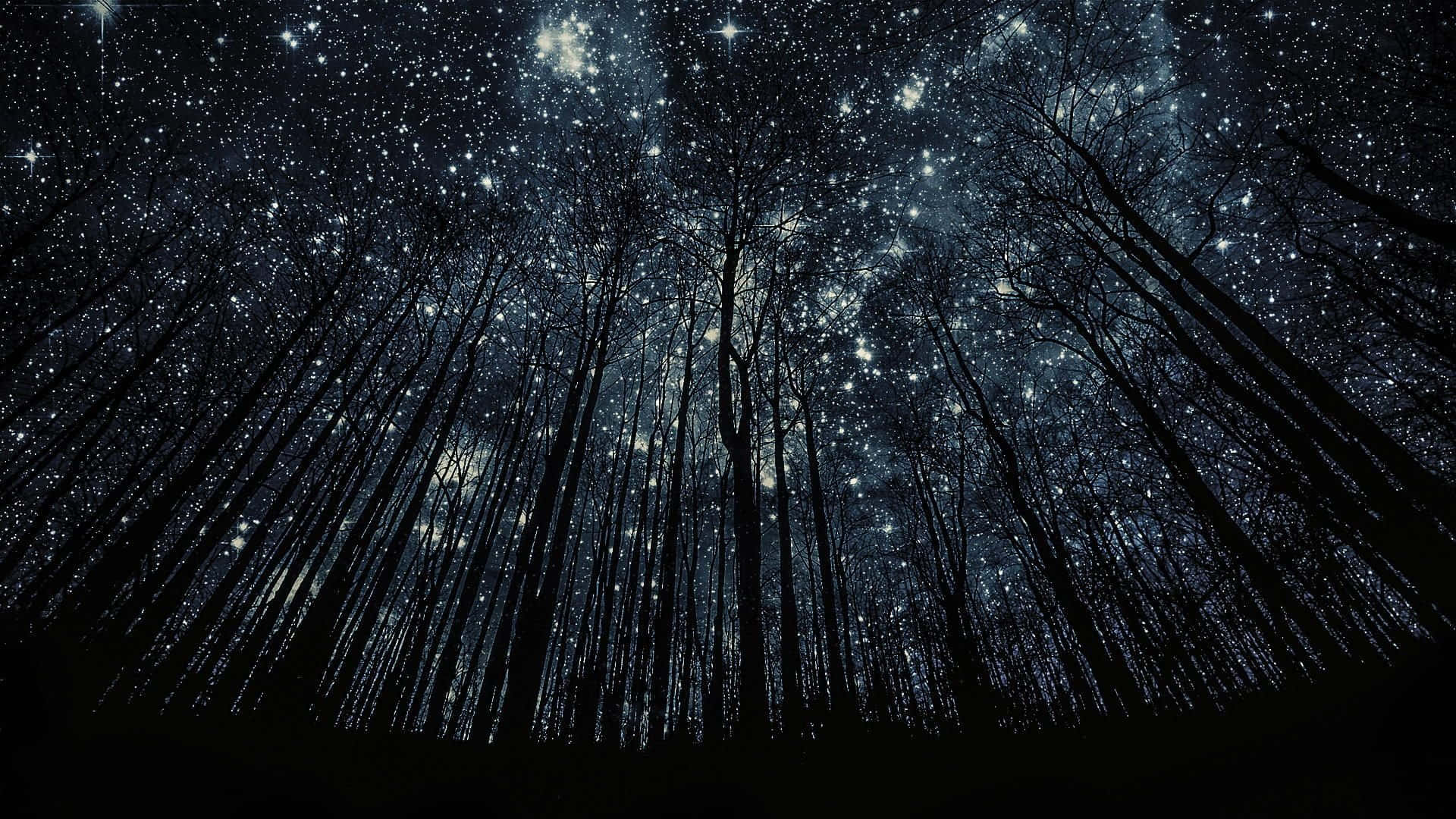 桌布 壁紙 — 剪影樹木穿過密集的閃爍星星樹冠，伸向深邃的夜空。