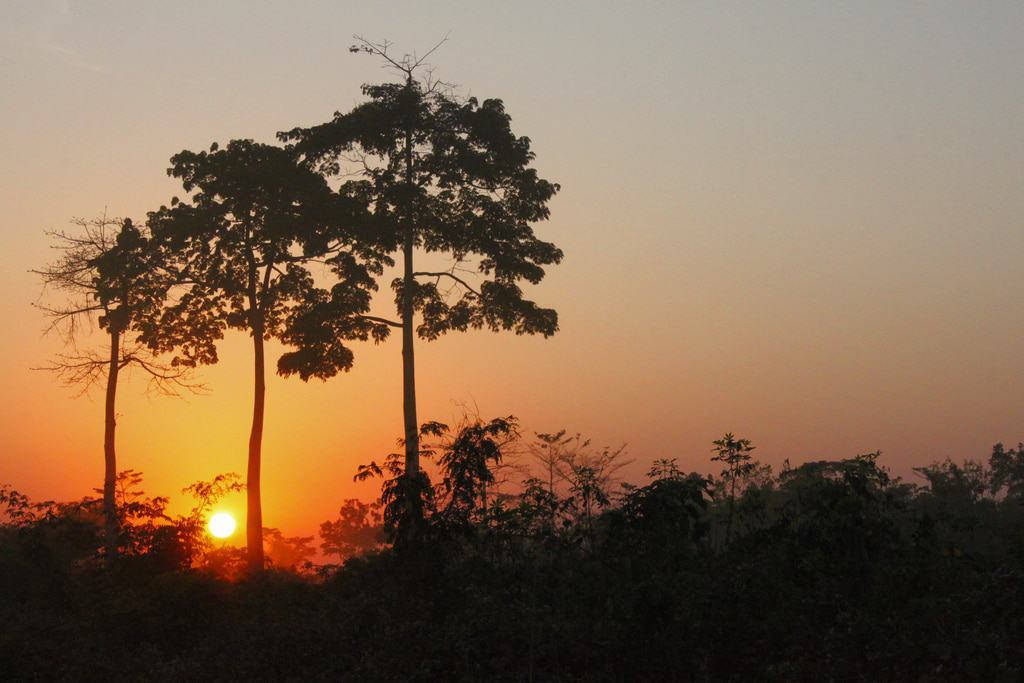 Liberia 桌布 壁紙 — 剪影樹木聳立在發光的橙色日落天空前，太陽低掛在地平線上。
