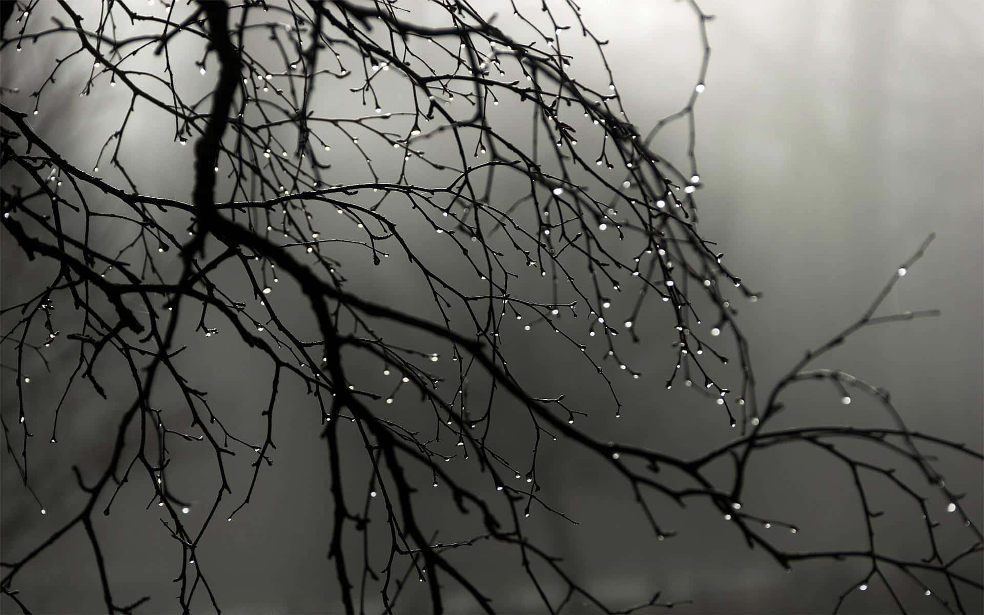 Rain Drops 桌布 壁紙 — 剪影樹枝上掛滿閃爍的露珠，背景是柔和灰濛的霧氣。