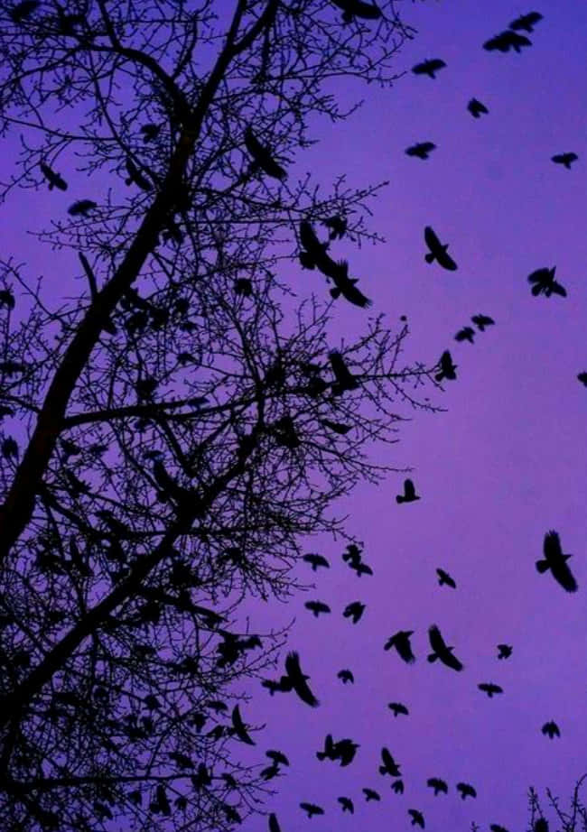 birds 桌布 壁紙 — 剪影樹枝和鳥群在深紫色暮色天空的襯托下。