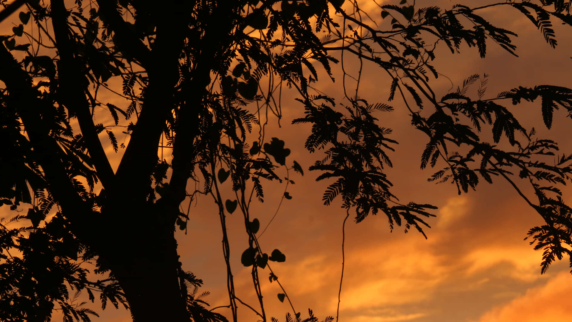 Golden Sunset Through Tree Silhouettes 壁紙 — 剪影樹枝與心形葉子框住充滿活力的橙色和黃色日落天空。
