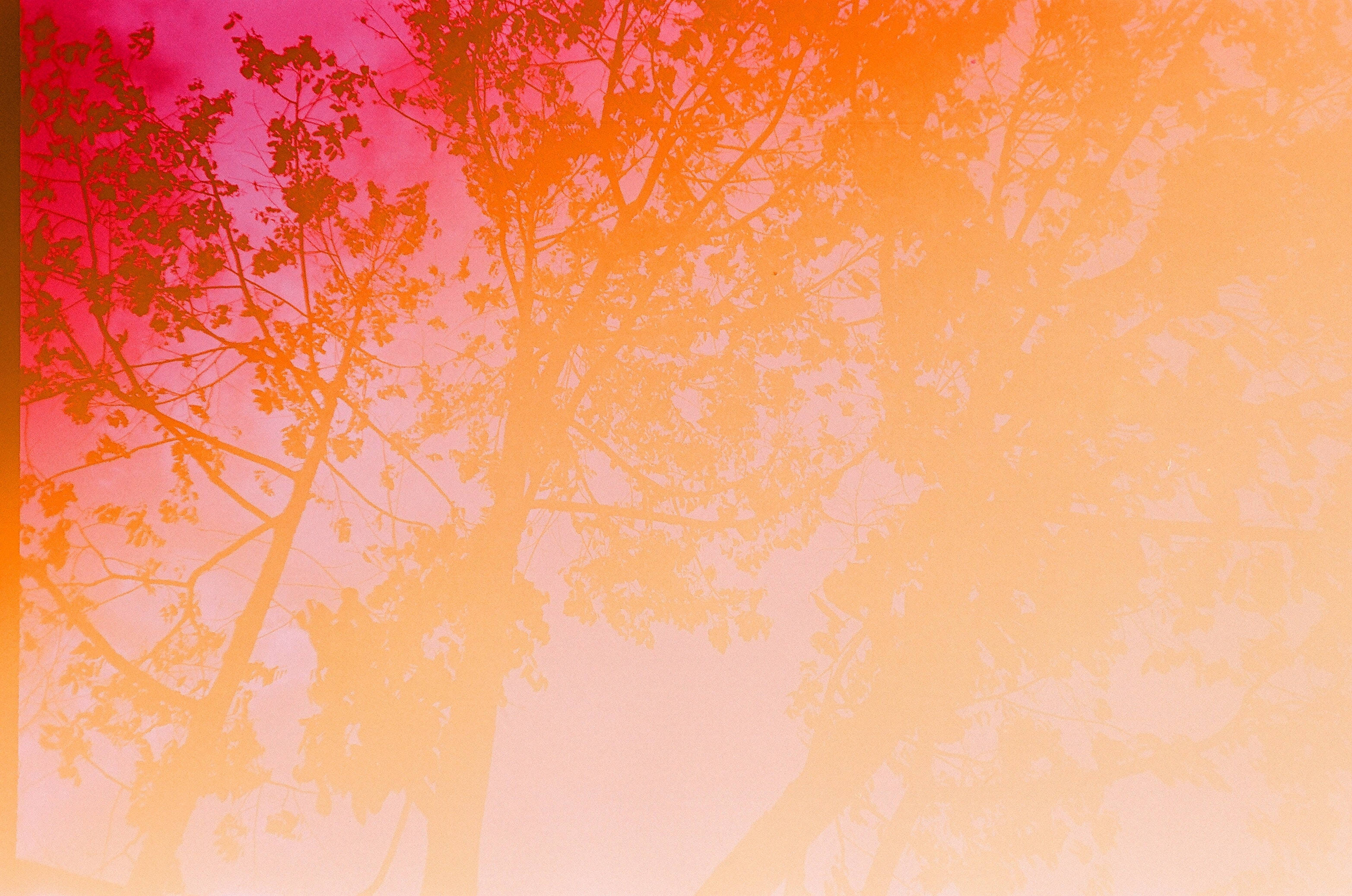 森林 桌布 壁紙 — 剪影樹枝襯著火熱粉紅和溫暖橙色的漸變天空。
