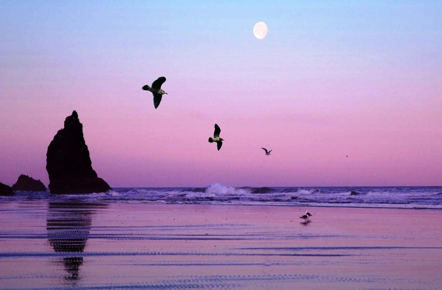 Beach Aesthetic Tumblr 桌布 壁紙 — 剪影海鷗在月光照耀的海灘上空翱翔，海浪拍打岩石突出部，天空呈現粉紅和紫色的暮色。