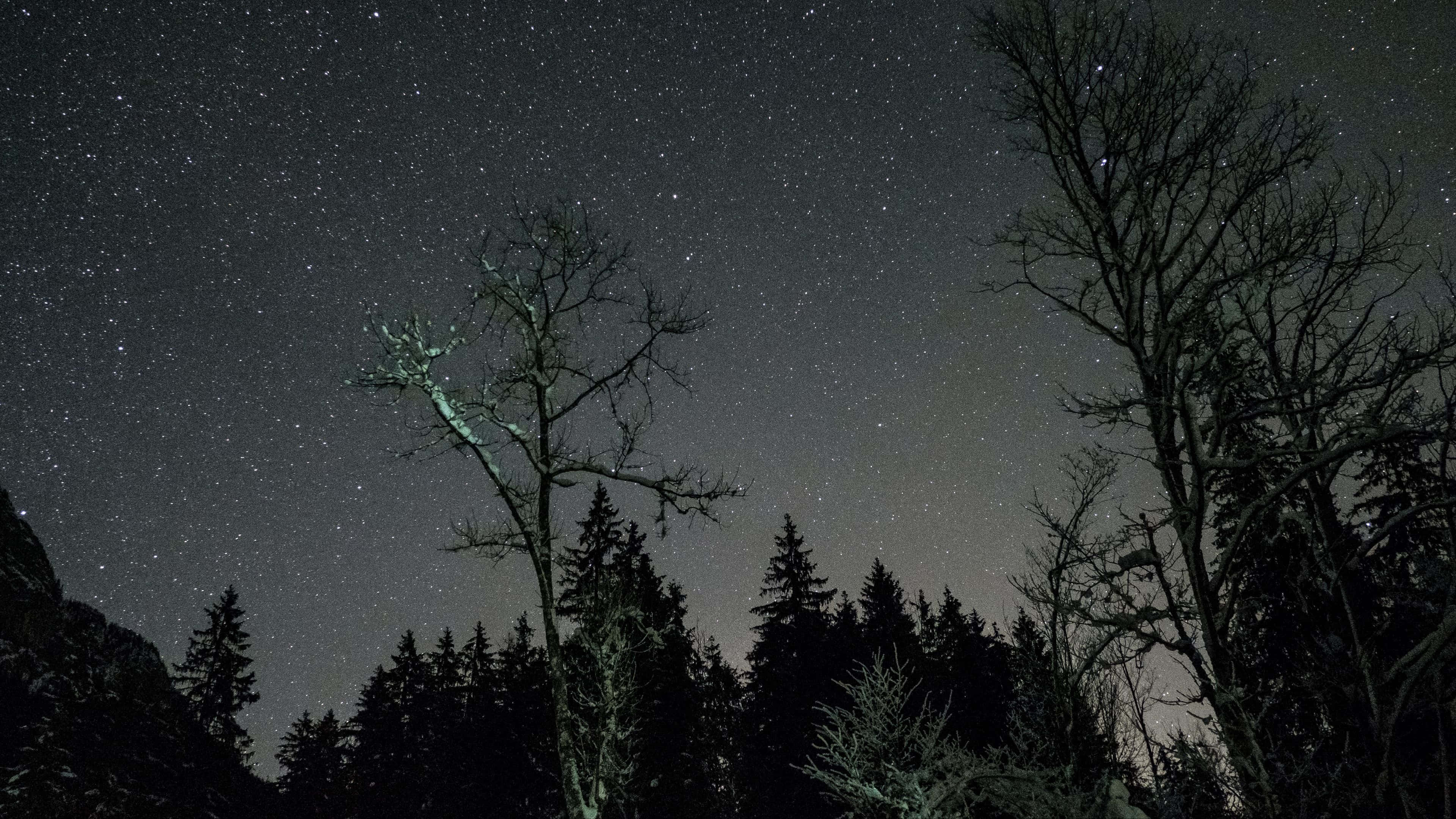 Starry 桌布 壁紙 — 剪影的冬季樹木框住了雪地森林上令人嘆為觀止的星空。