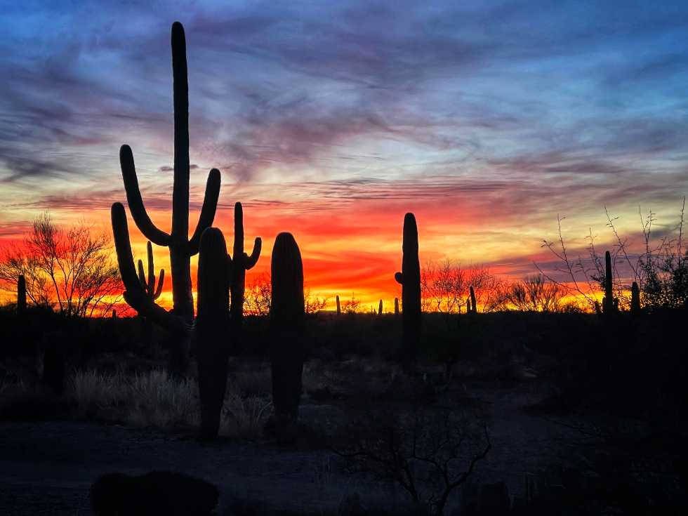 Silhouette 桌布 壁紙 — 剪影的巨型仙人掌聳立在火紅的日落天空下，天空被橙色、粉紅色和紫色的雲彩渲染。