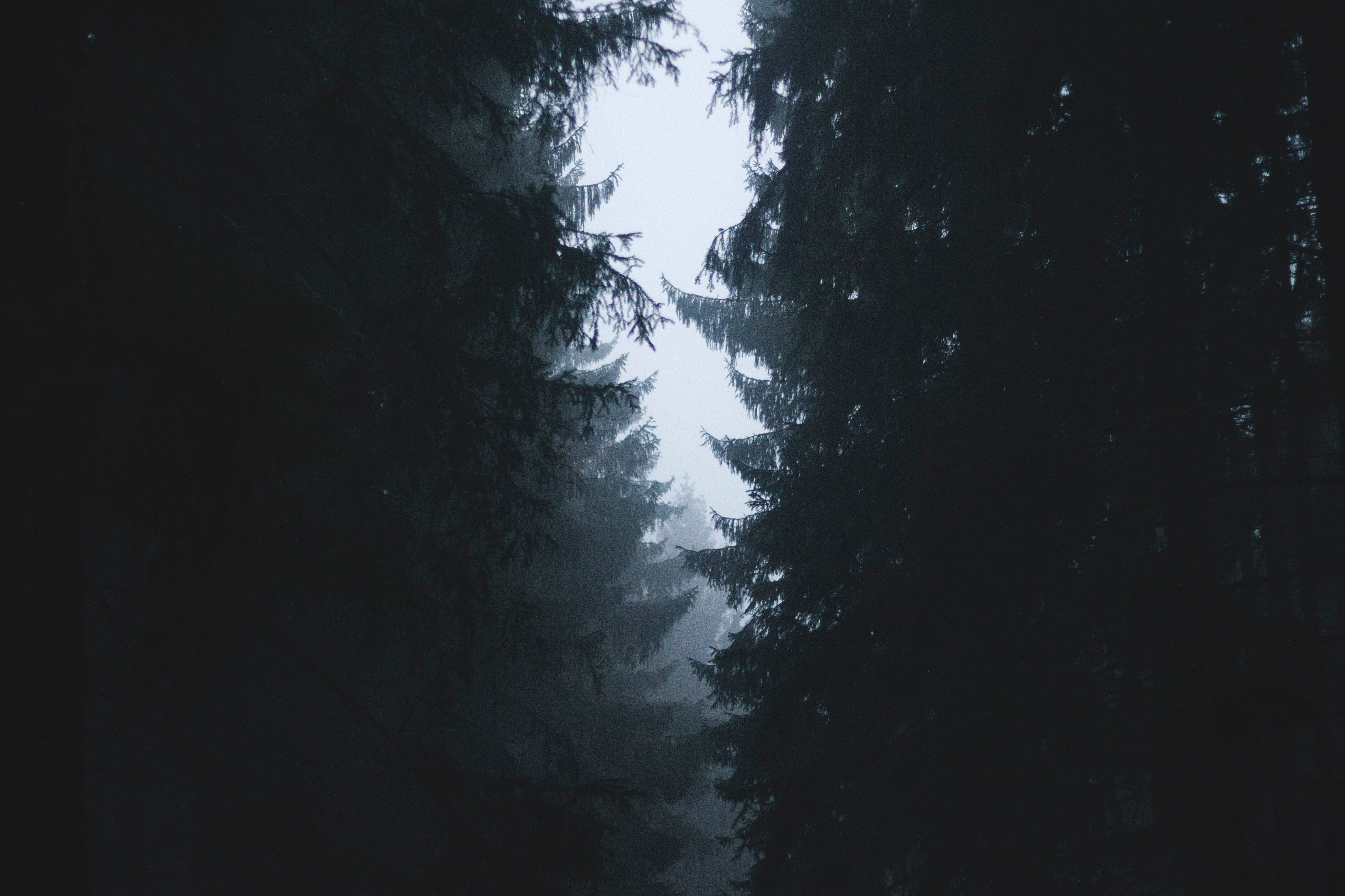 Foggy 桌布 壁紙 — 剪影的常綠樹在蒼白的天空下勾勒出一條霧氣瀰漫、光線昏暗的森林小徑。