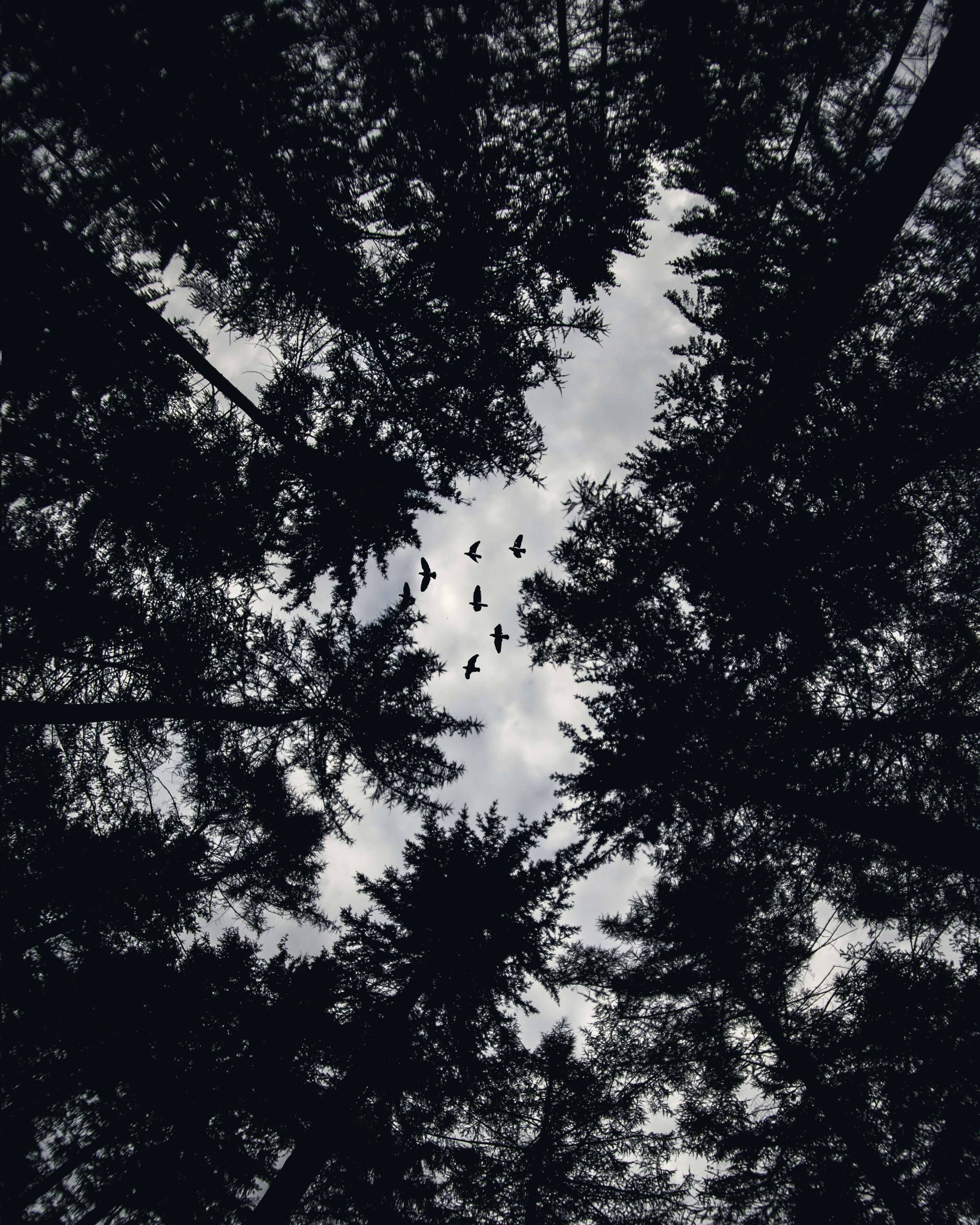 Screen 桌布 壁紙 — 剪影的常綠樹框住多雲的天空，一群鳥以編隊飛過頭頂。
