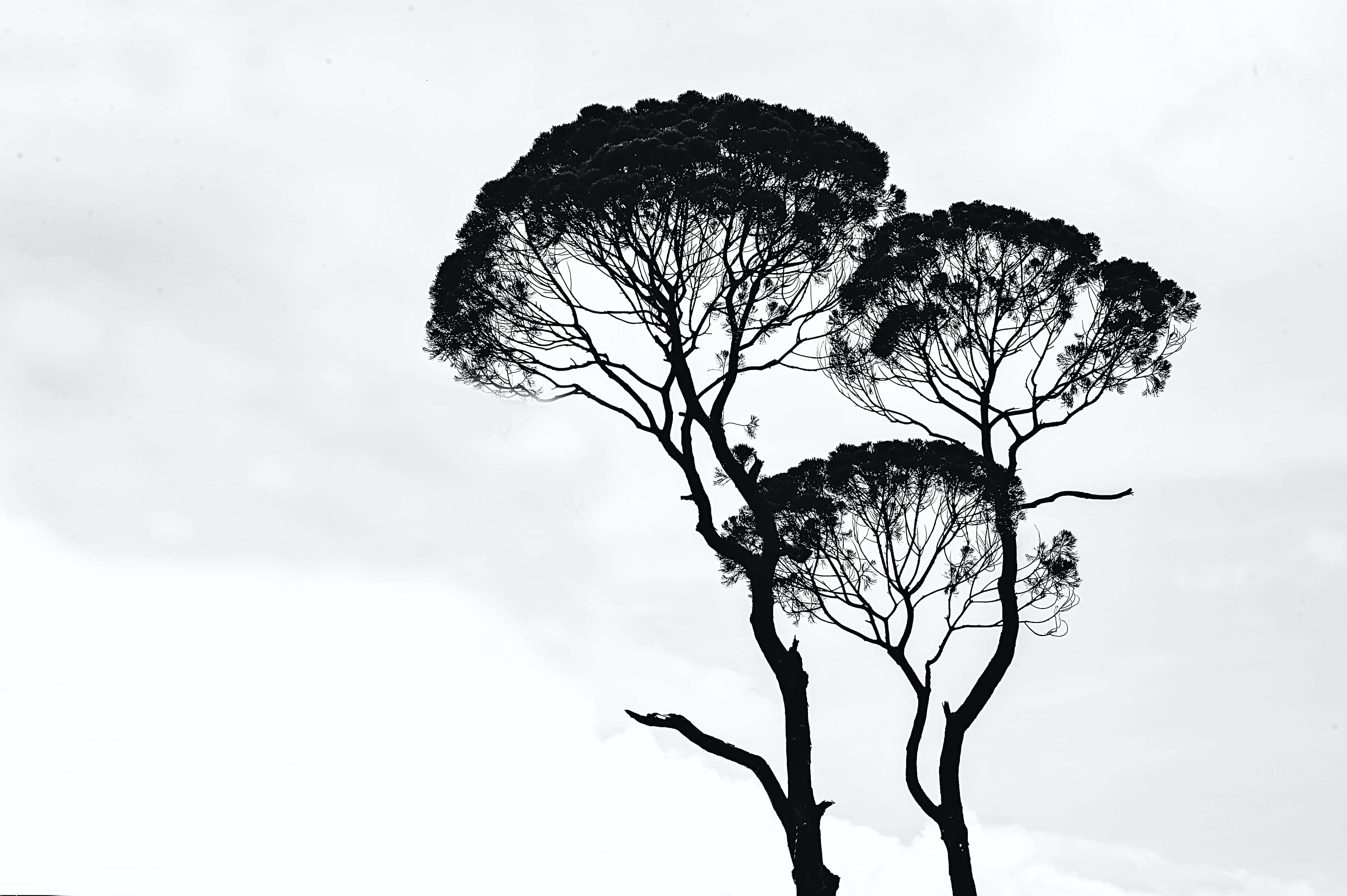 Aesthetic Black And White 桌布 壁紙 — 剪影的松樹帶有複雜的樹枝，在柔和的多雲天空下以單色呈現，輪廓分明。