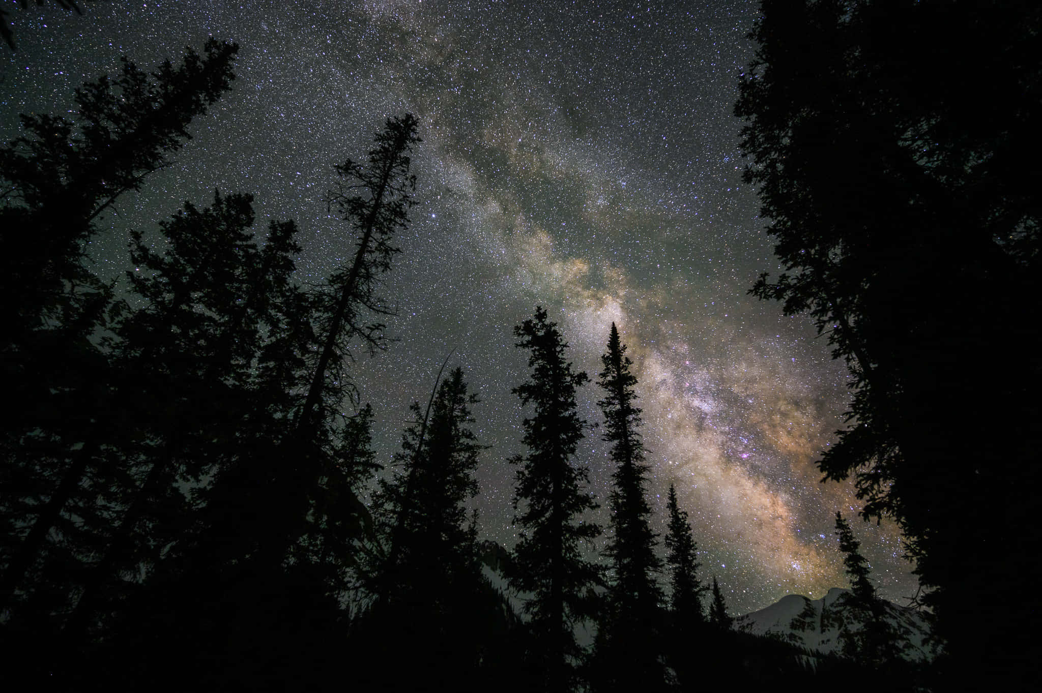 夜空 桌布 壁紙 — 剪影的松樹框住了銀河系在繁星點點的夜空中閃耀的壯麗景色。