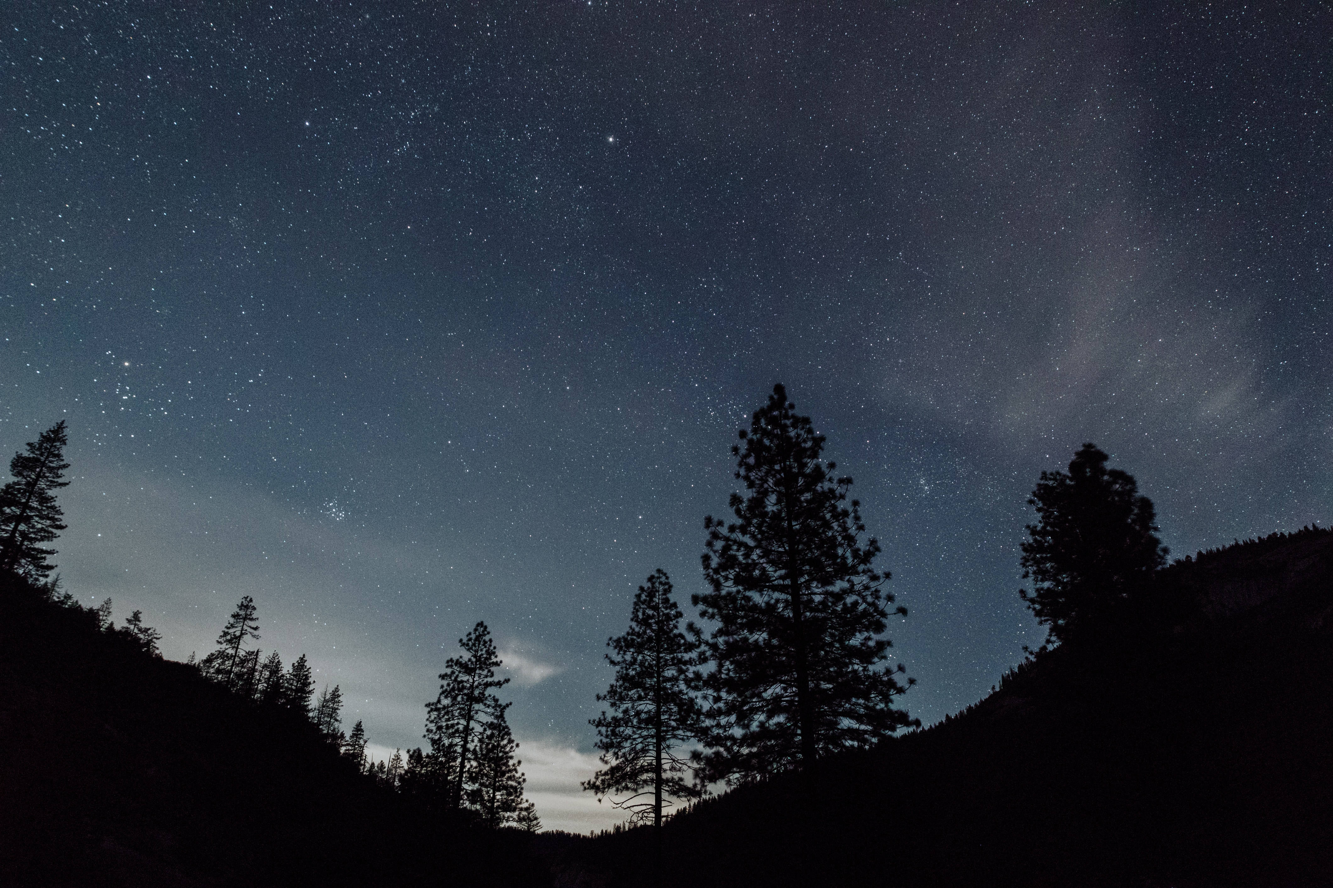 Starry 桌布 壁紙 — 剪影的松樹矗立在廣闊的星空夜空下，帶有微妙的雲絲和深藍色調。