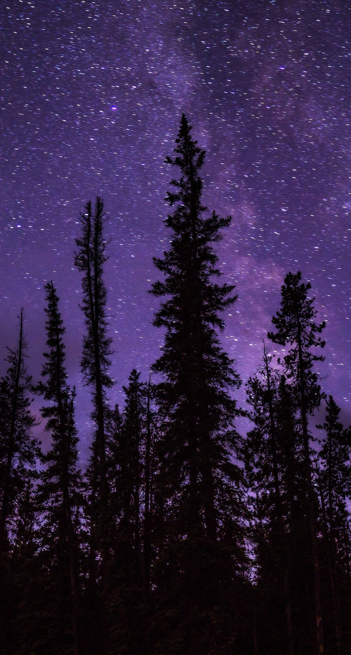 Stars 桌布 壁紙 — 剪影的松樹聳立在充滿無數星星和銀河的鮮豔紫色夜空前。