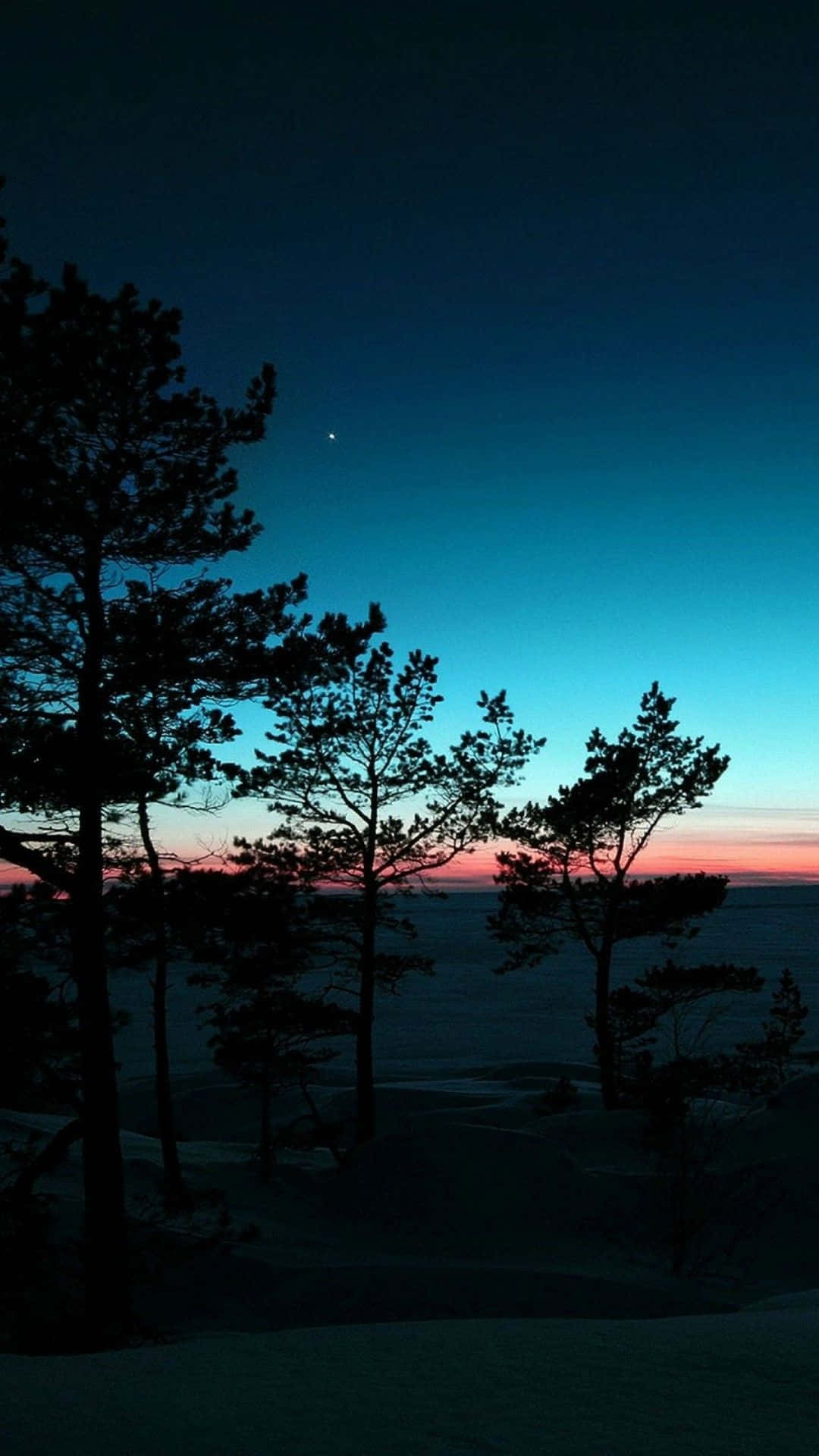 trees 桌布 壁紙 — 剪影的松樹聳立在暮色天空中，天空在雪景上閃耀著深藍和粉紅色調。