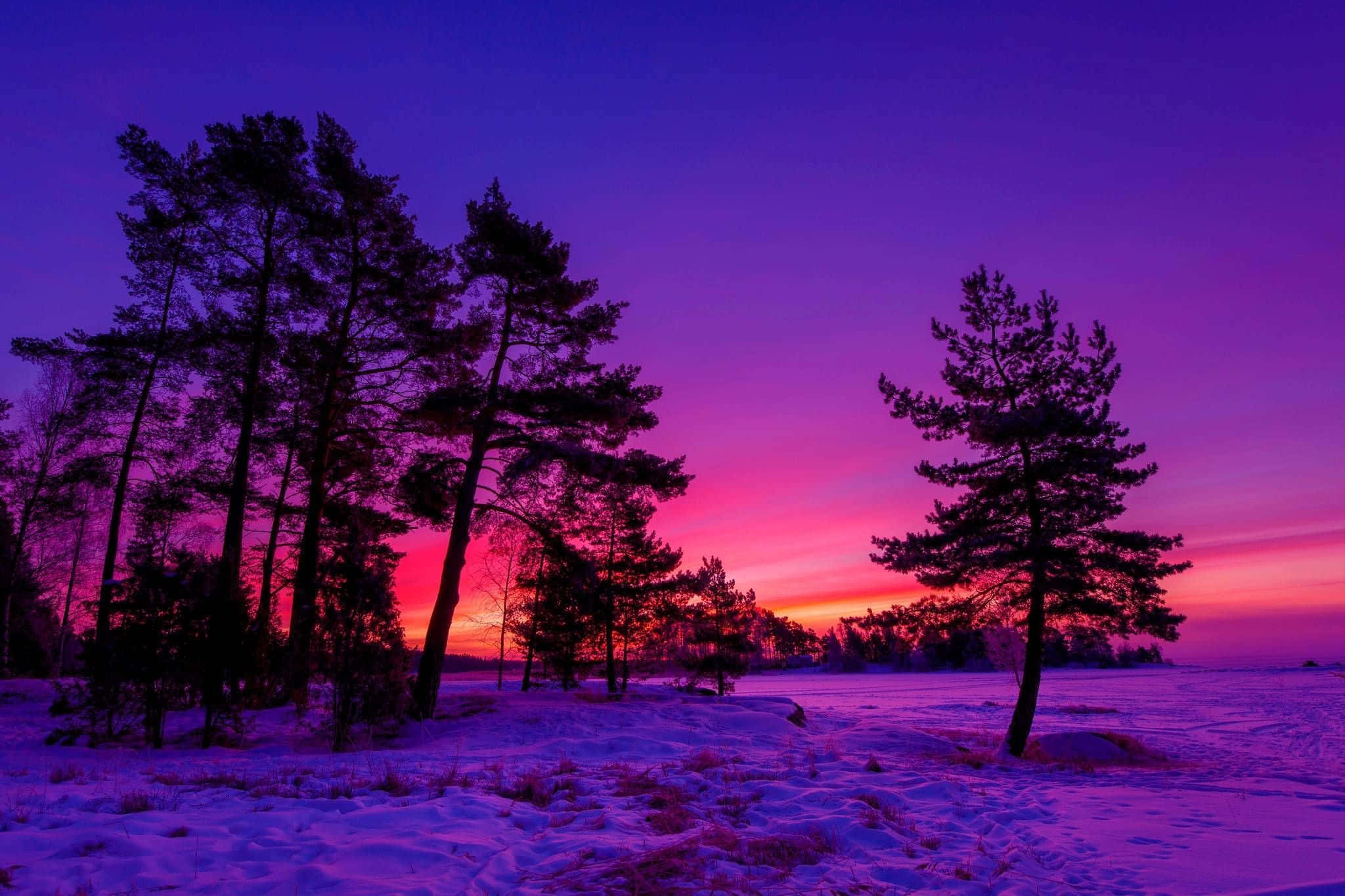 Winter Sunset 桌布 壁紙 — 剪影的松樹聳立在白雪覆蓋的田野上，映襯著充滿活力的紫色和粉紅色冬季日落。