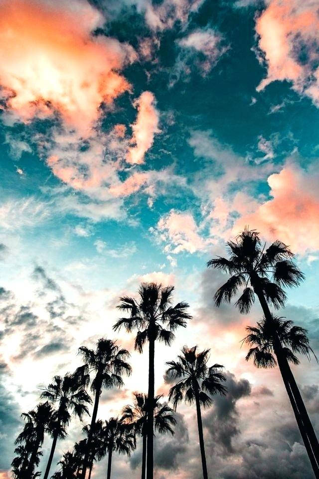 Cool Android 桌布 壁紙 — 剪影的棕櫚樹伸向夕陽下充滿活力的天空，天空被珊瑚雲和藍綠色調塗抹。