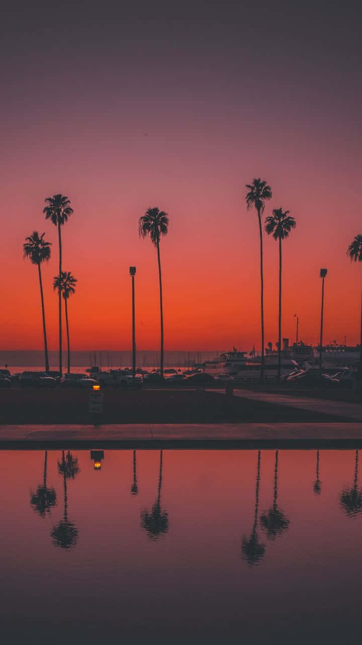 San Diego iPhone 桌布 壁紙 — 剪影的棕櫚樹在平靜的水面上倒映，鮮豔的橙色和紫色日落為沿海碼頭的天空塗上色彩。