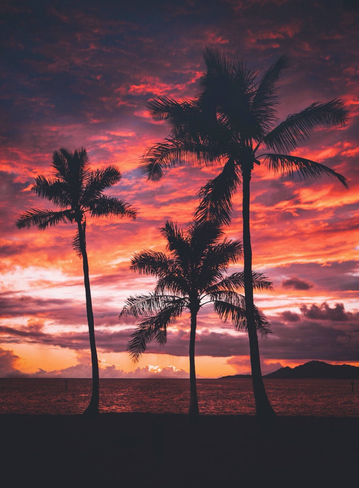 Palm Trees Beach 桌布 壁紙 — 剪影的棕櫚樹在平靜的海面上，映襯著火紅的日落天空，高高聳立。